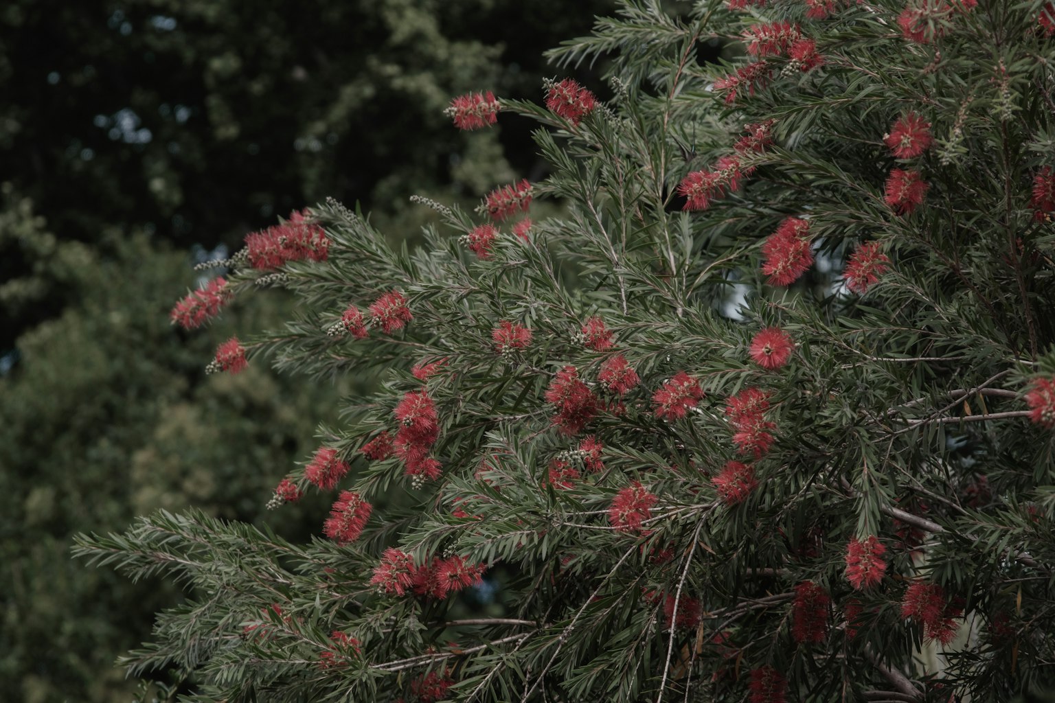 樹枝上有綠色葉子和獨特紅花