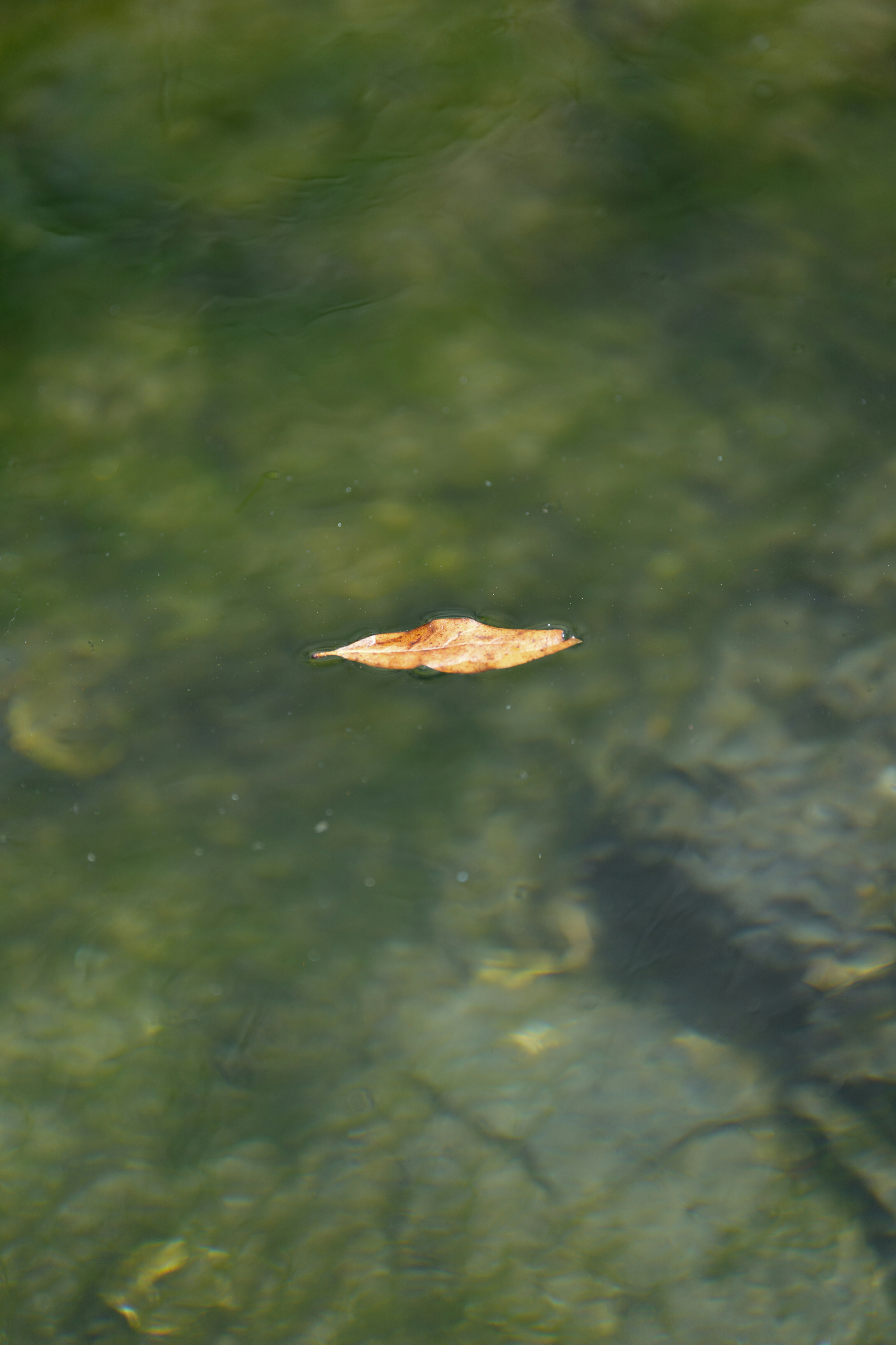 棕色葉子漂浮在水面上，周圍是綠色藻類