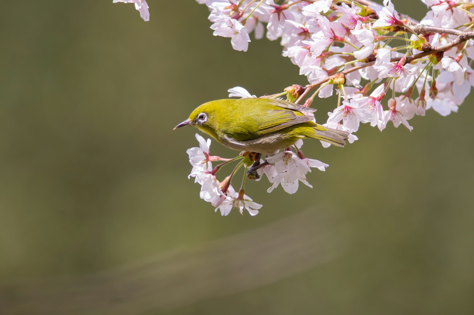 Seekor burung kuning kecil bertengger di antara bunga sakura merah muda