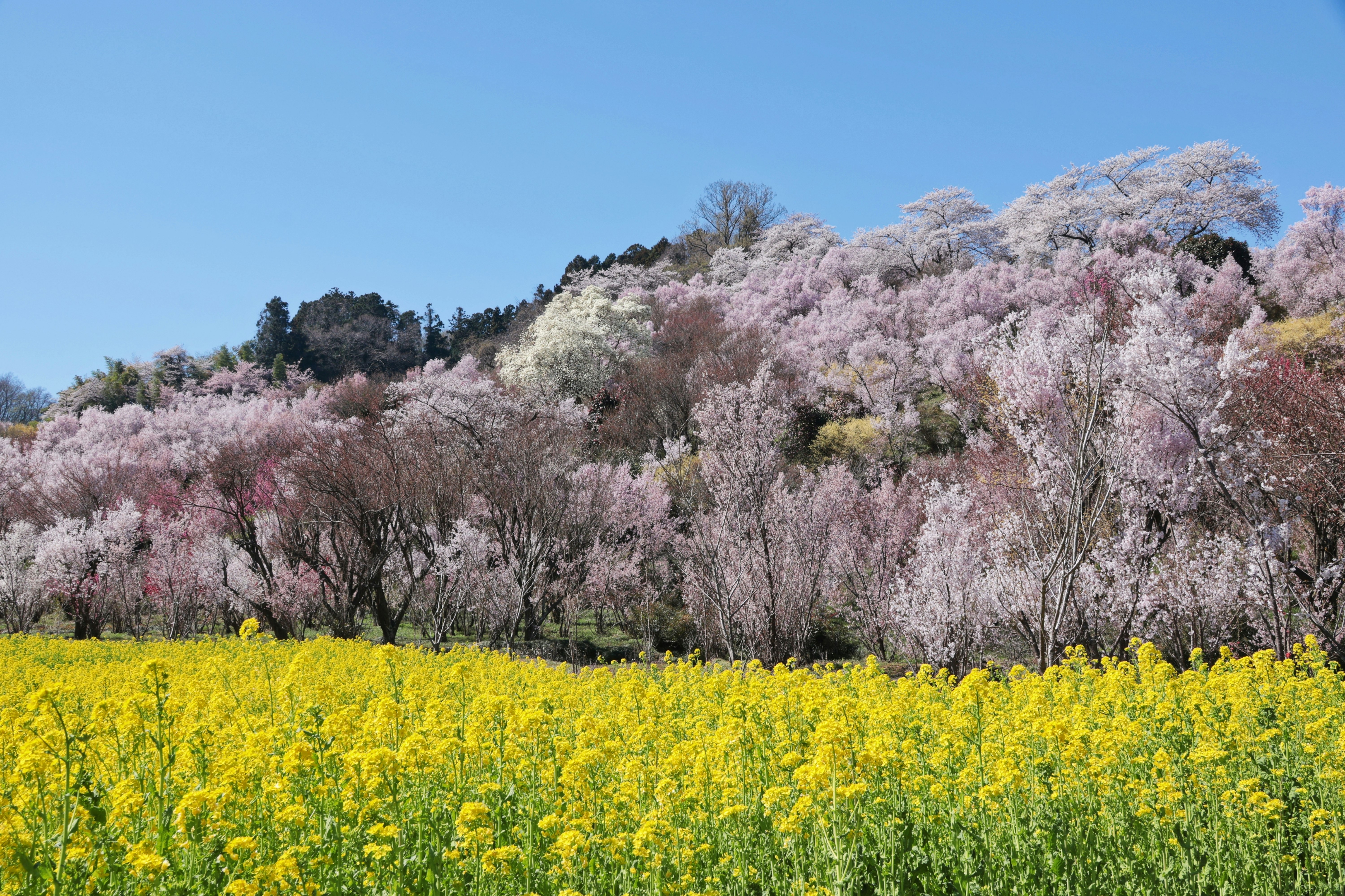 満開の菜の花畑と桜の咲く山の風景