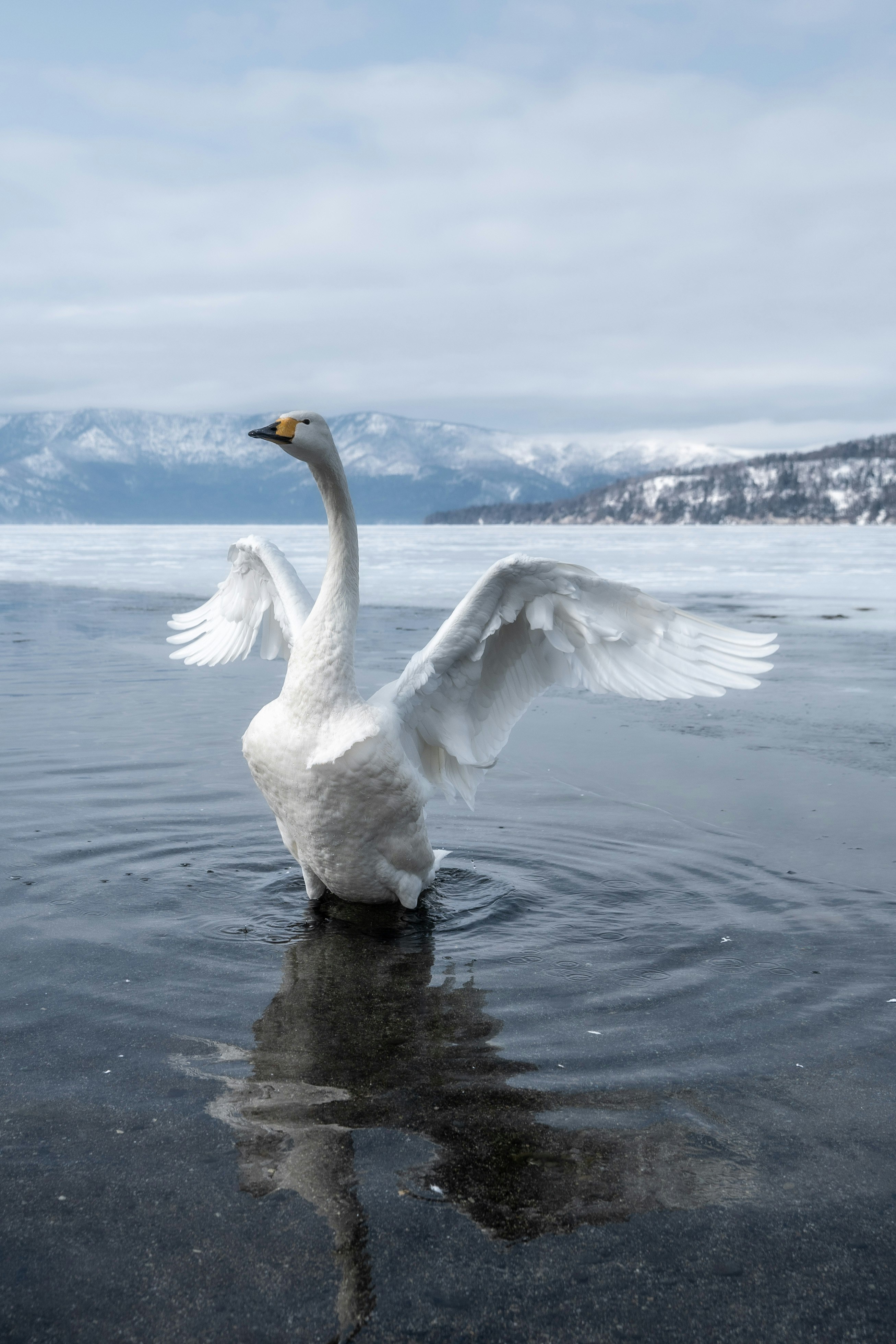 white swan with wings spread on a snowy lakeshore