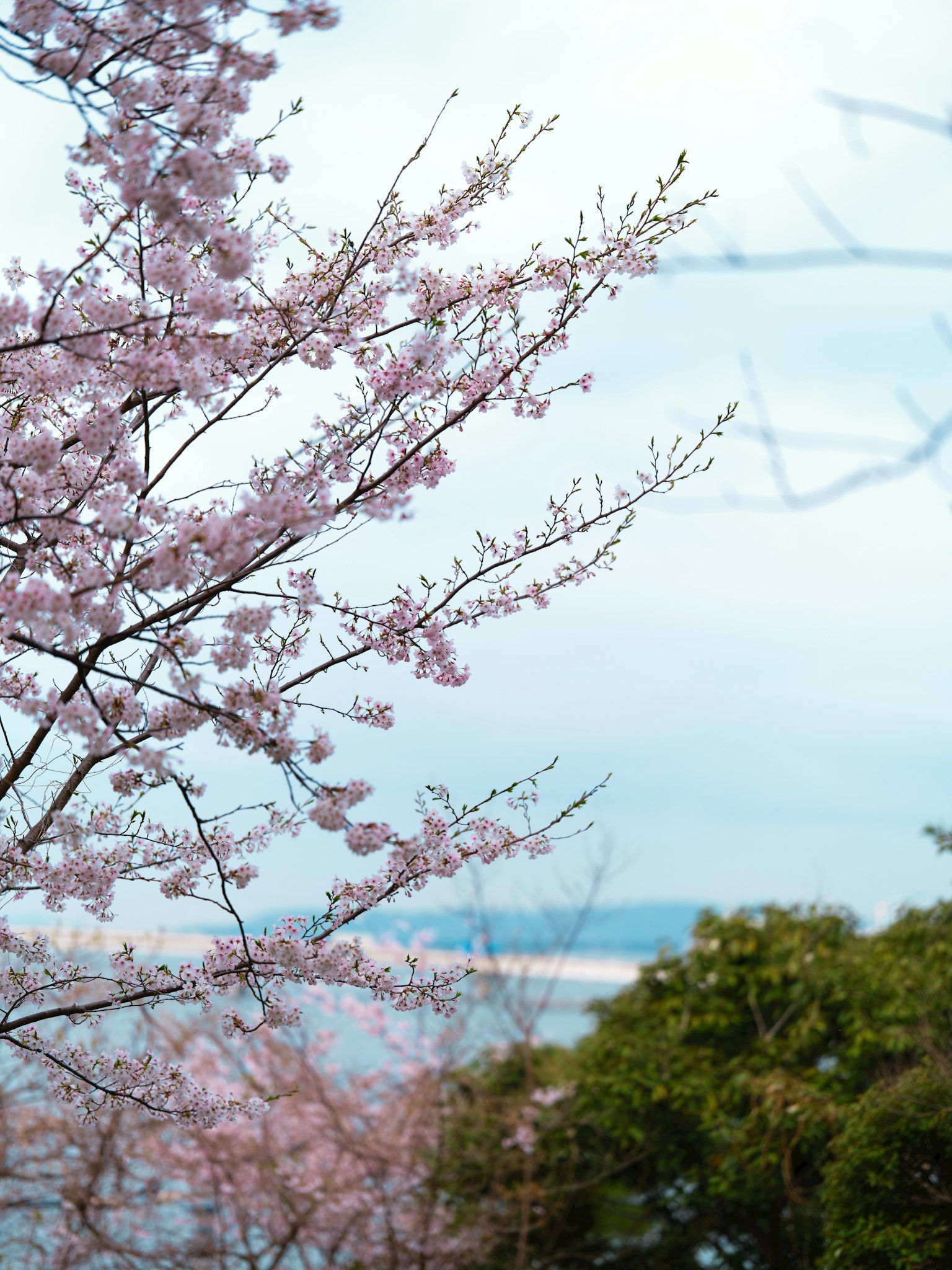 Cherry blossom branches with pink flowers against a blue sky