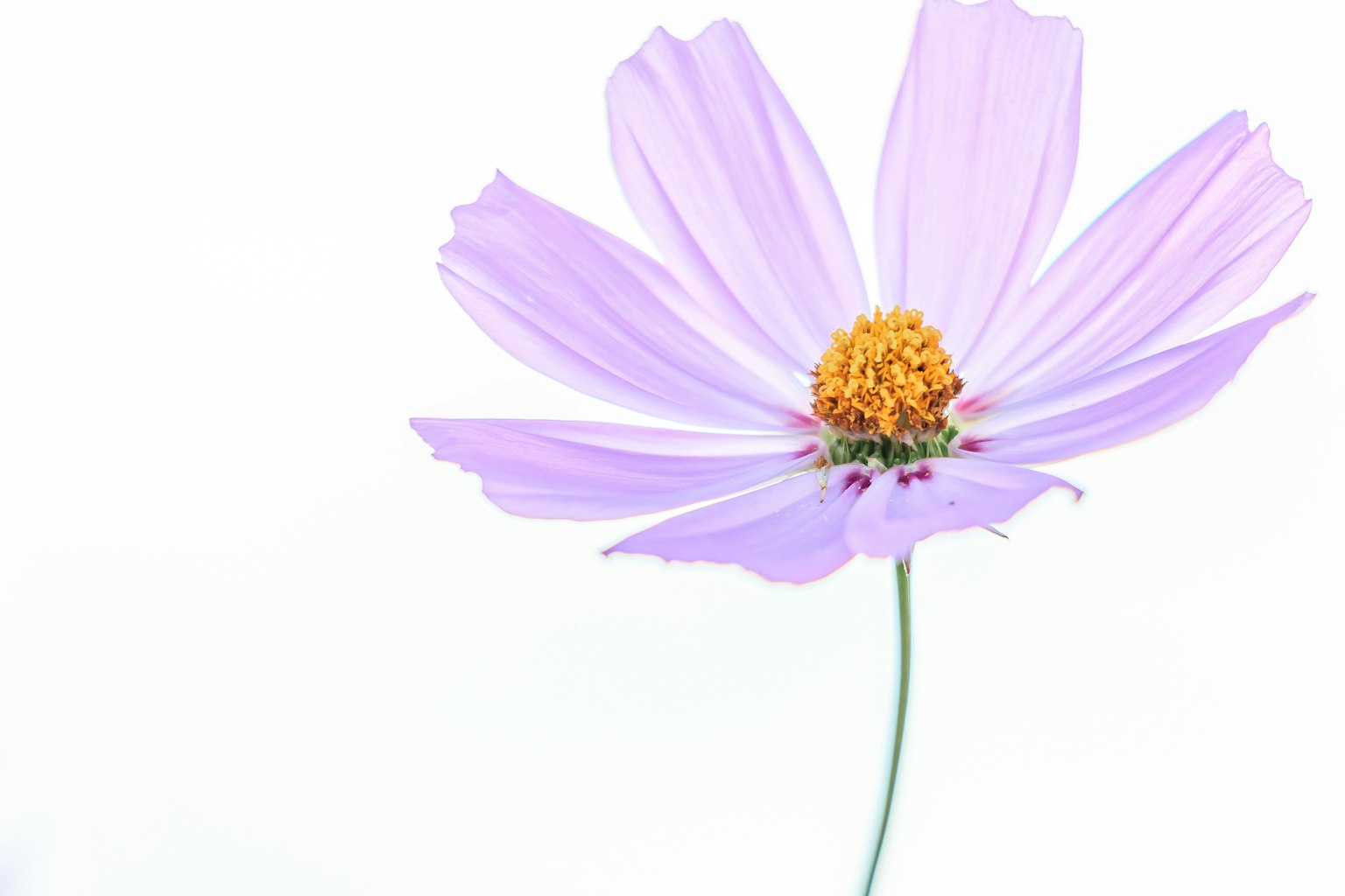 Primer plano de una flor de cosmos con pétalos morados claros