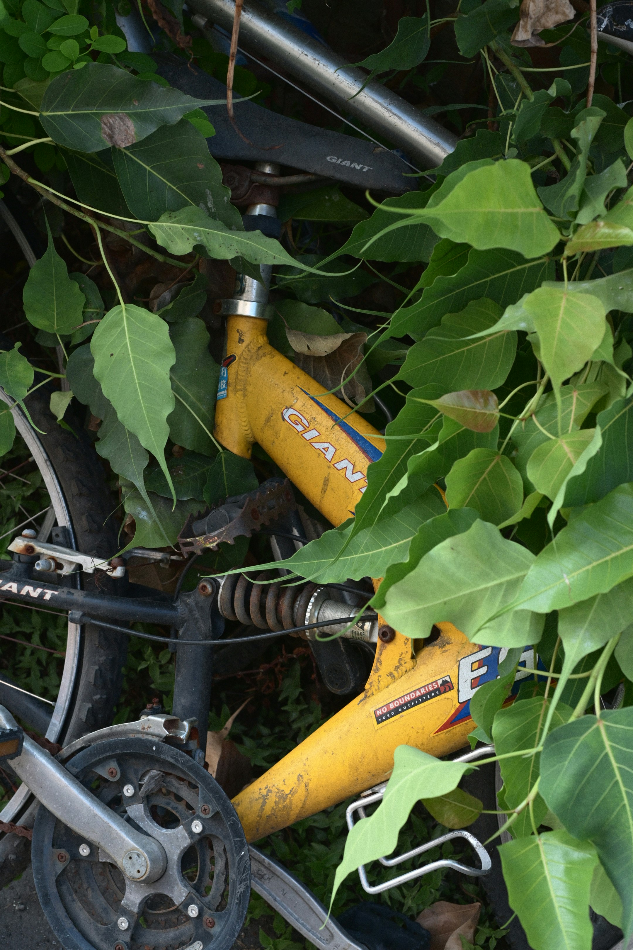 Yellow bicycle frame partially covered by green leaves