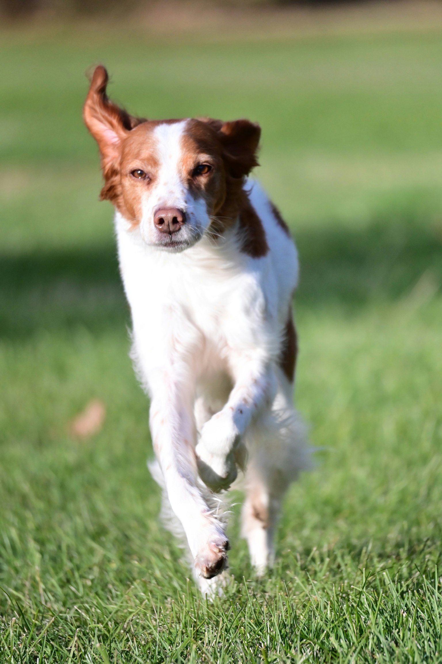 Ein Hund, der fröhlich auf einem Rasen läuft