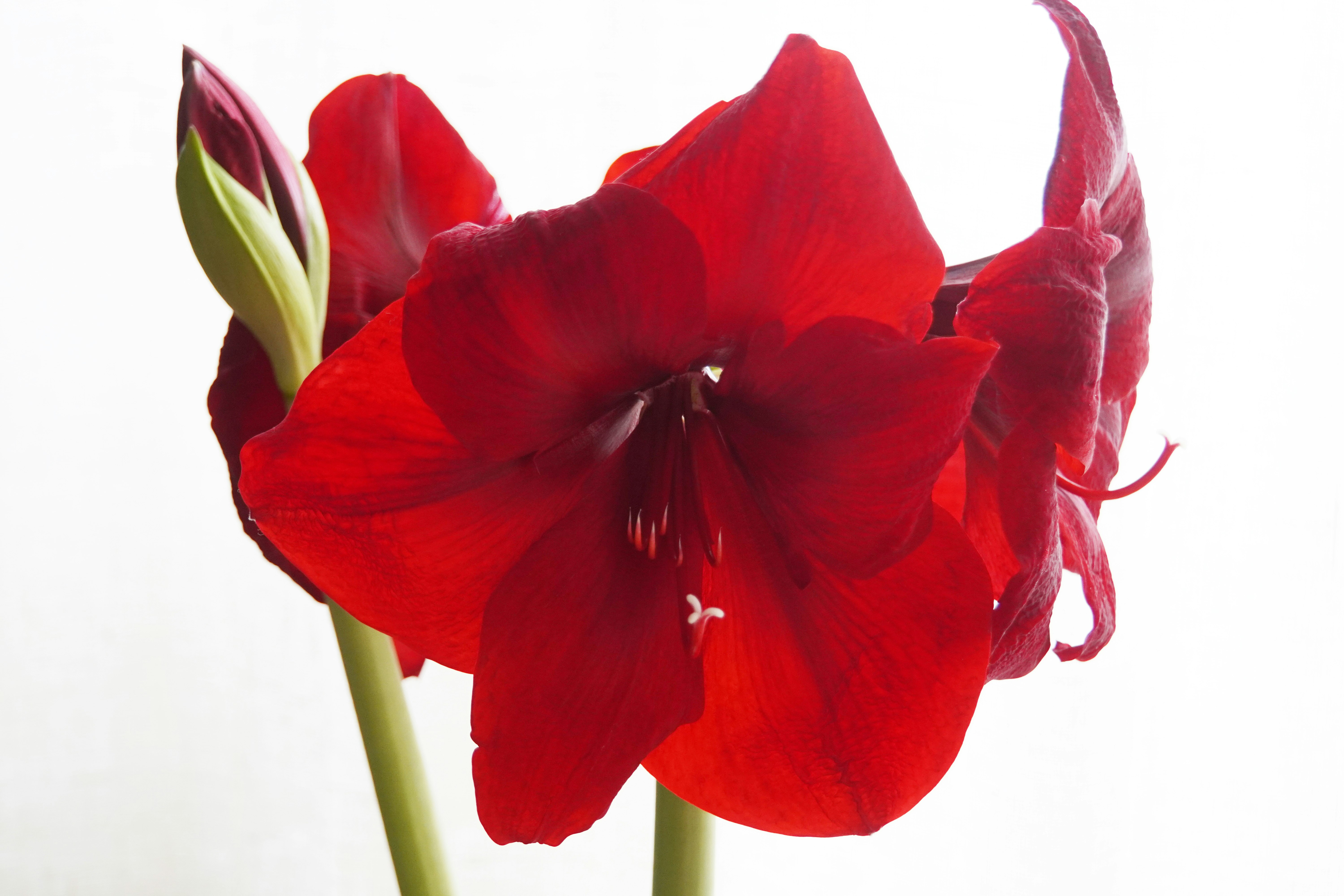 白背景に咲く赤いアマリリスの花