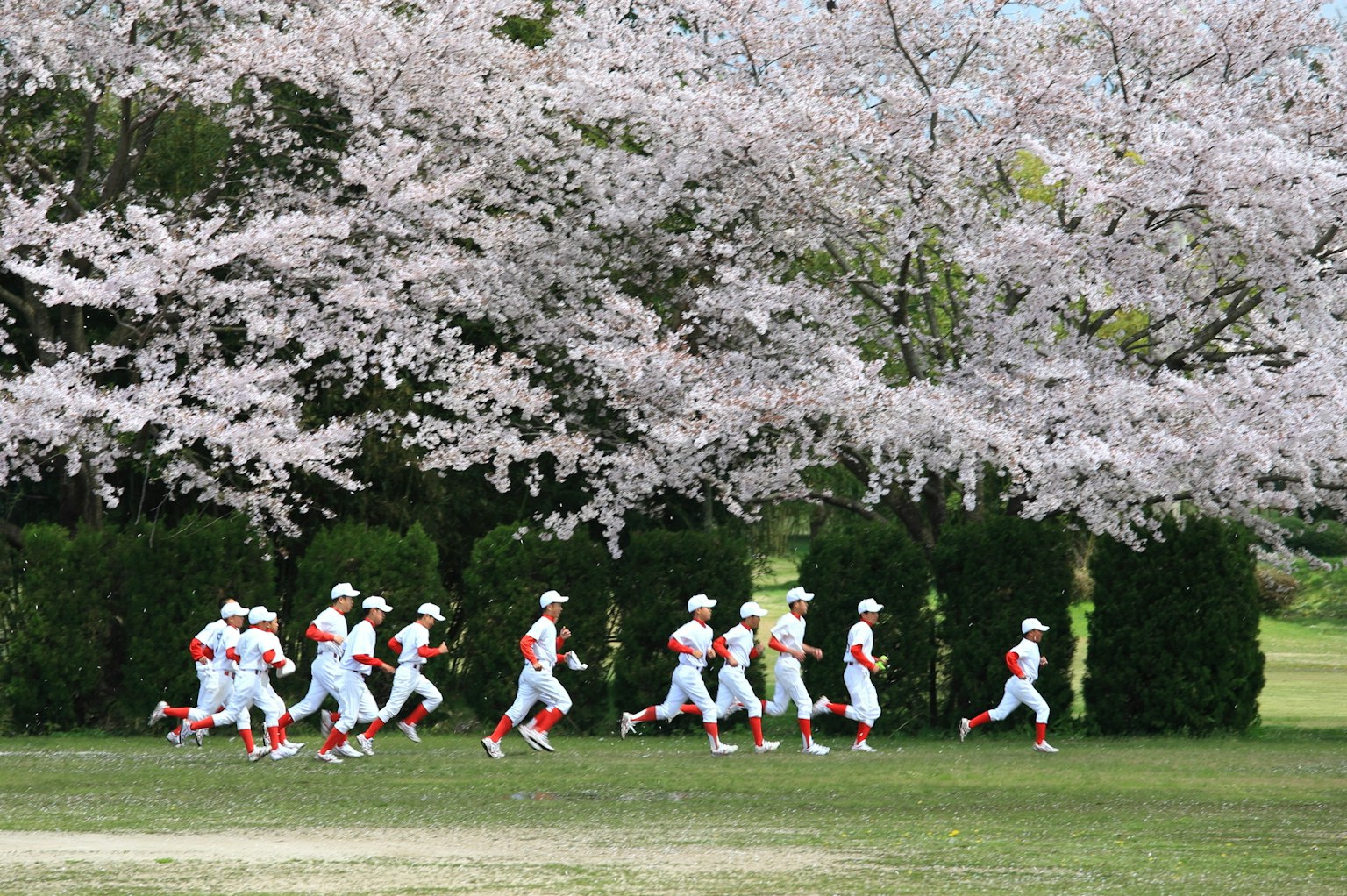 Kinder-B baseballteam, das unter Kirschblütenbäumen läuft
