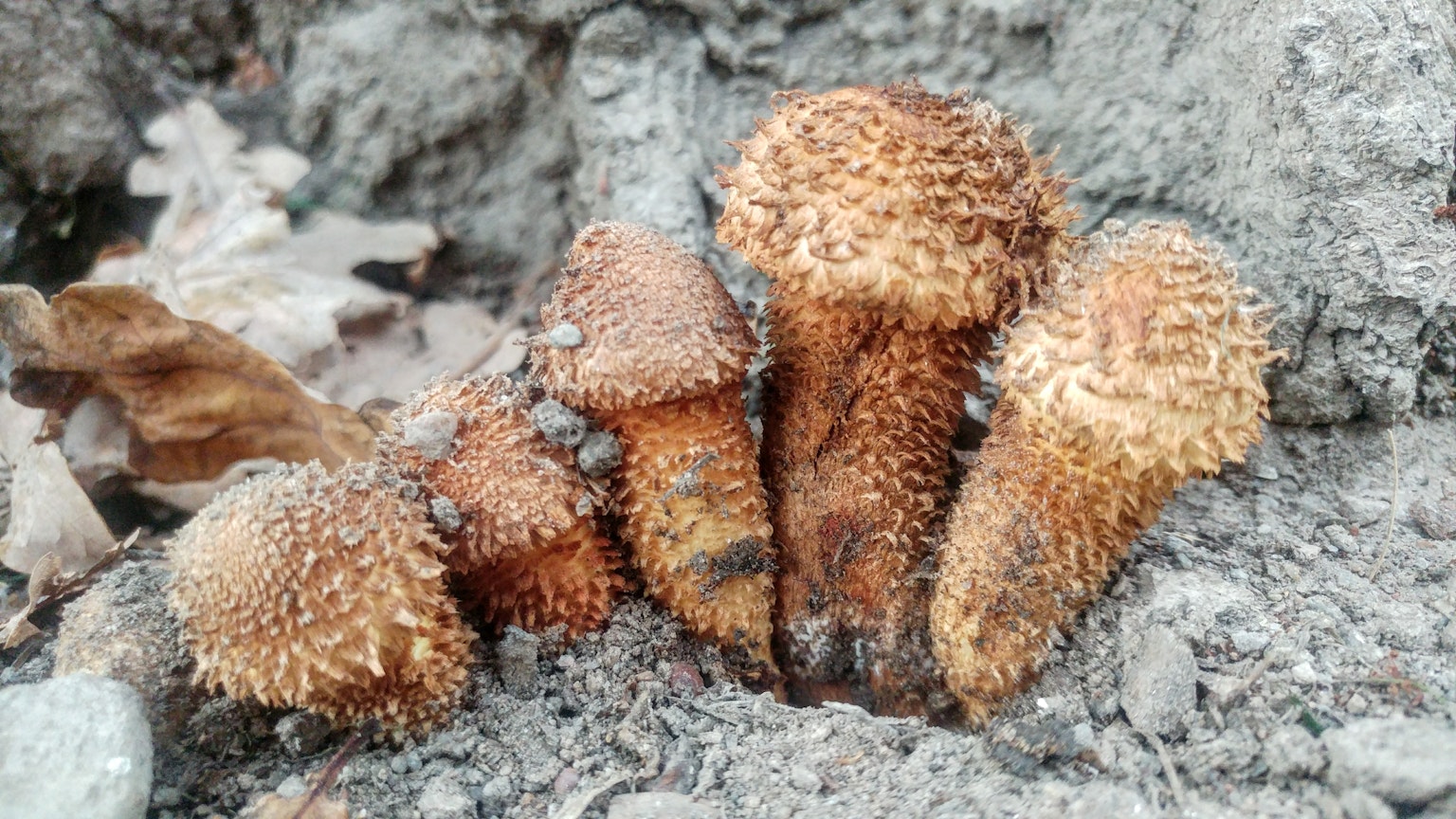 地面上生长的独特形状的蘑菇群