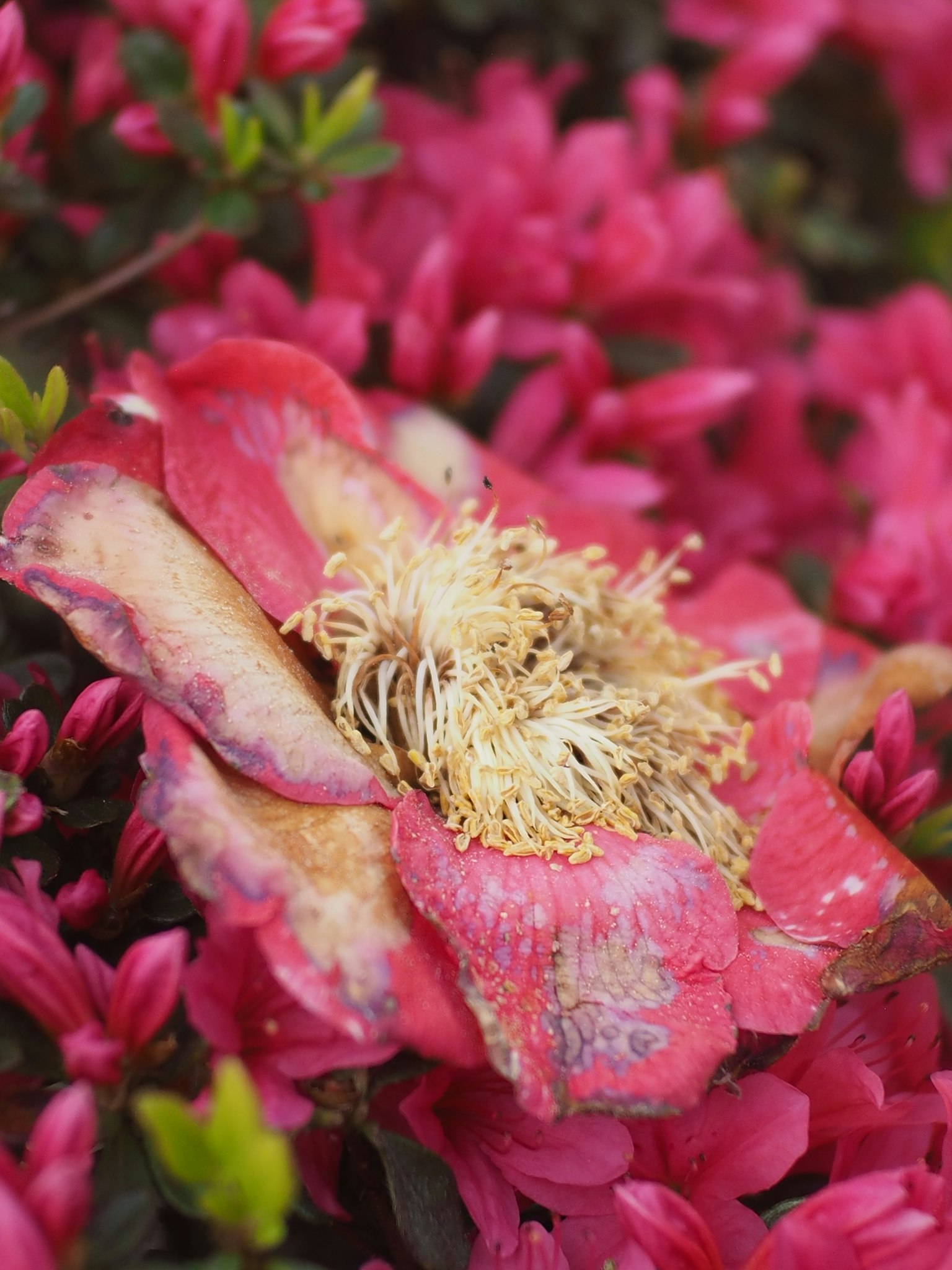 Une fleur fanée au centre entourée de fleurs roses vives