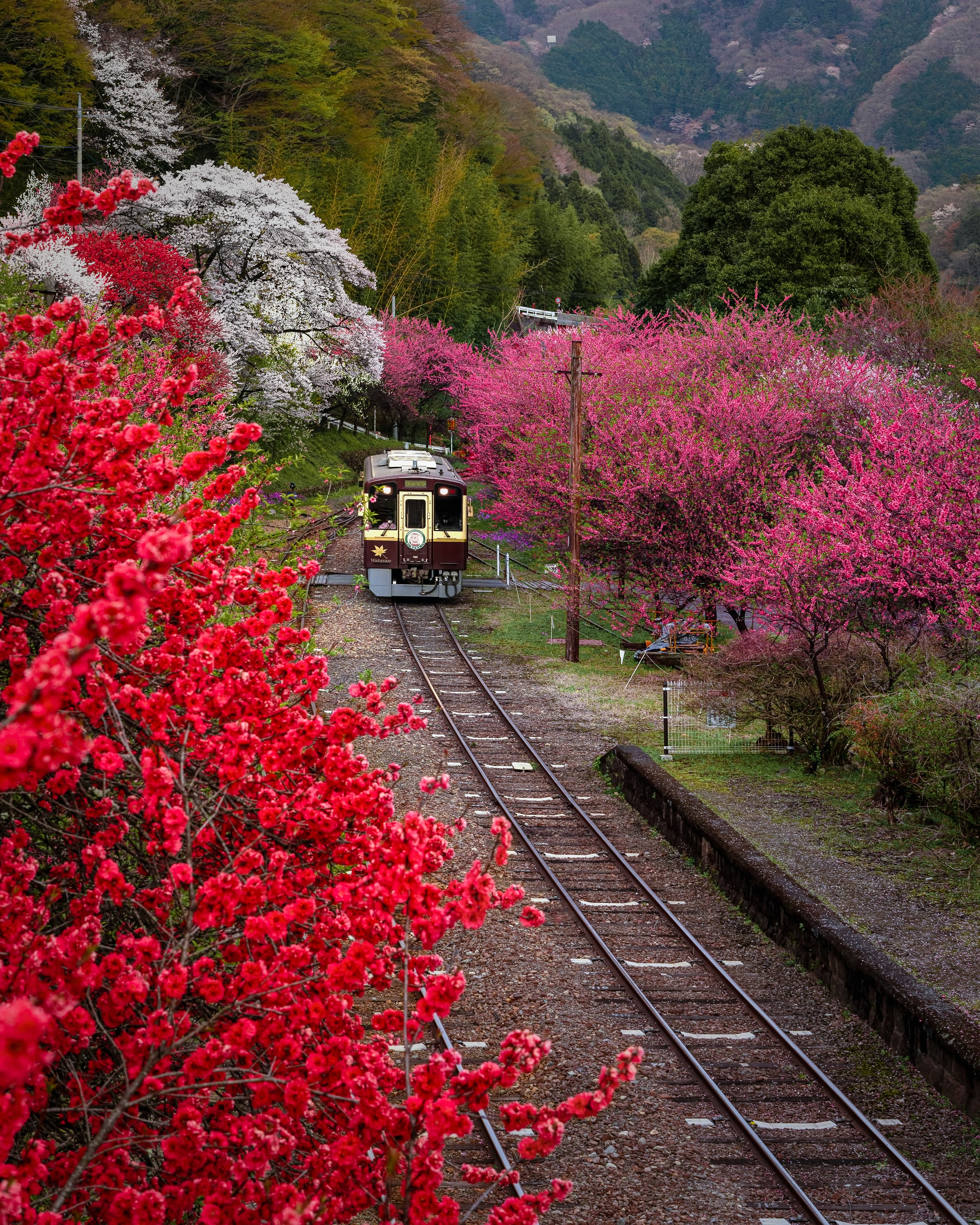 線路を走る列車と満開の桜並木の景色