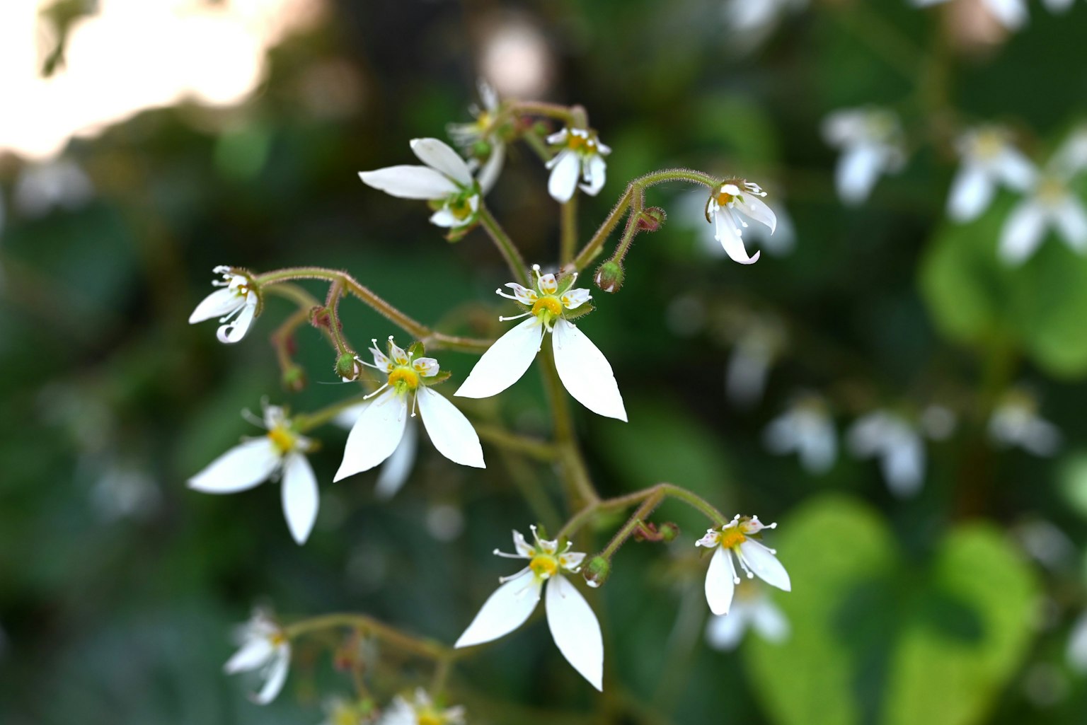 Primo piano di una pianta con fiori bianchi su sfondo verde