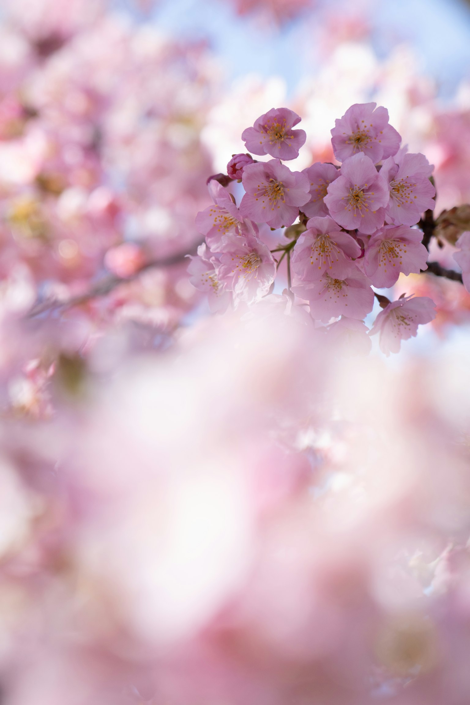 Nahaufnahme von Kirschblüten mit sanften rosa Blütenblättern im verschwommenen Hintergrund