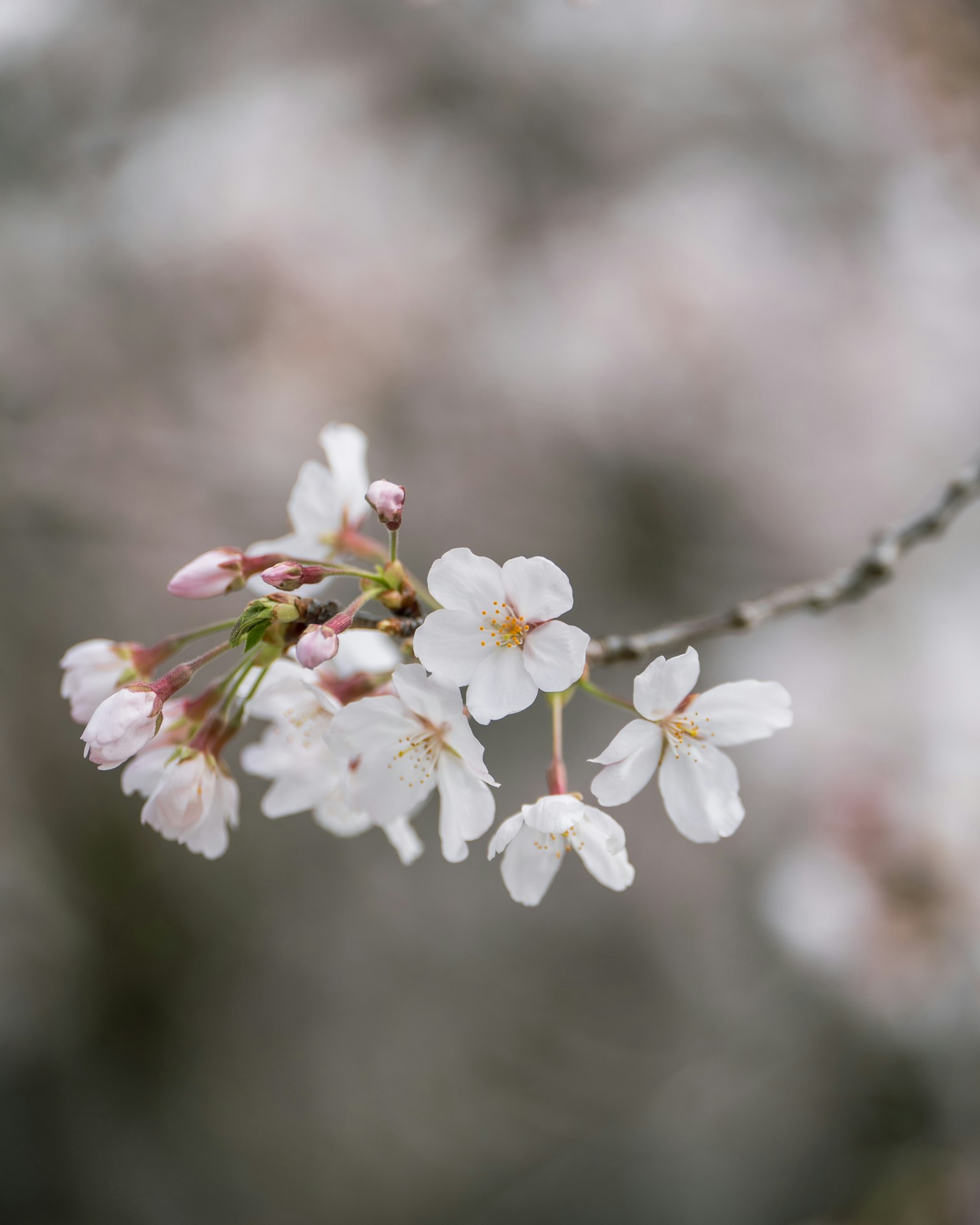 Ramo bellissimo con fiori di ciliegio in fiore