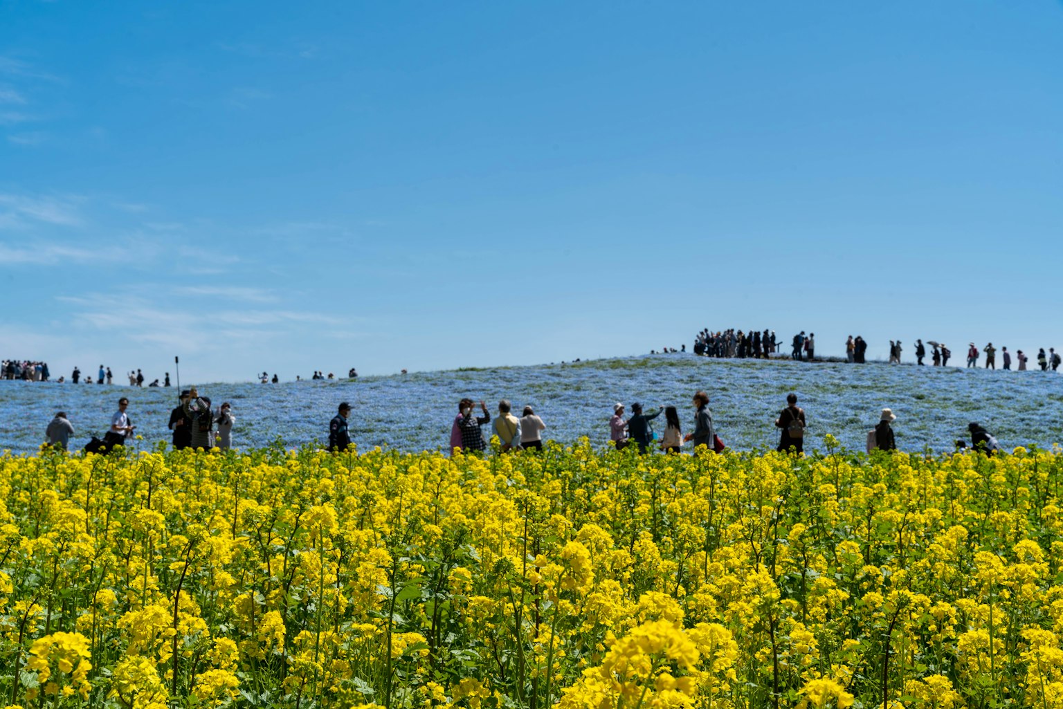 Menschen gehen durch ein leuchtendes gelbes Blumenfeld unter einem klaren blauen Himmel