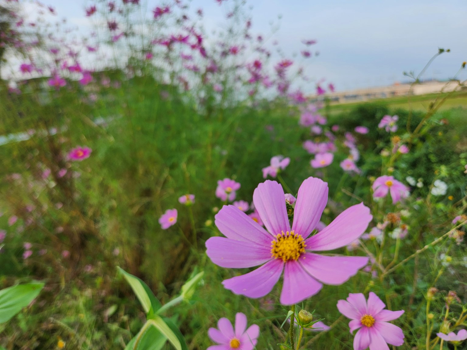 Campo di fiori di cosmos in fiore nelle tonalità di rosa