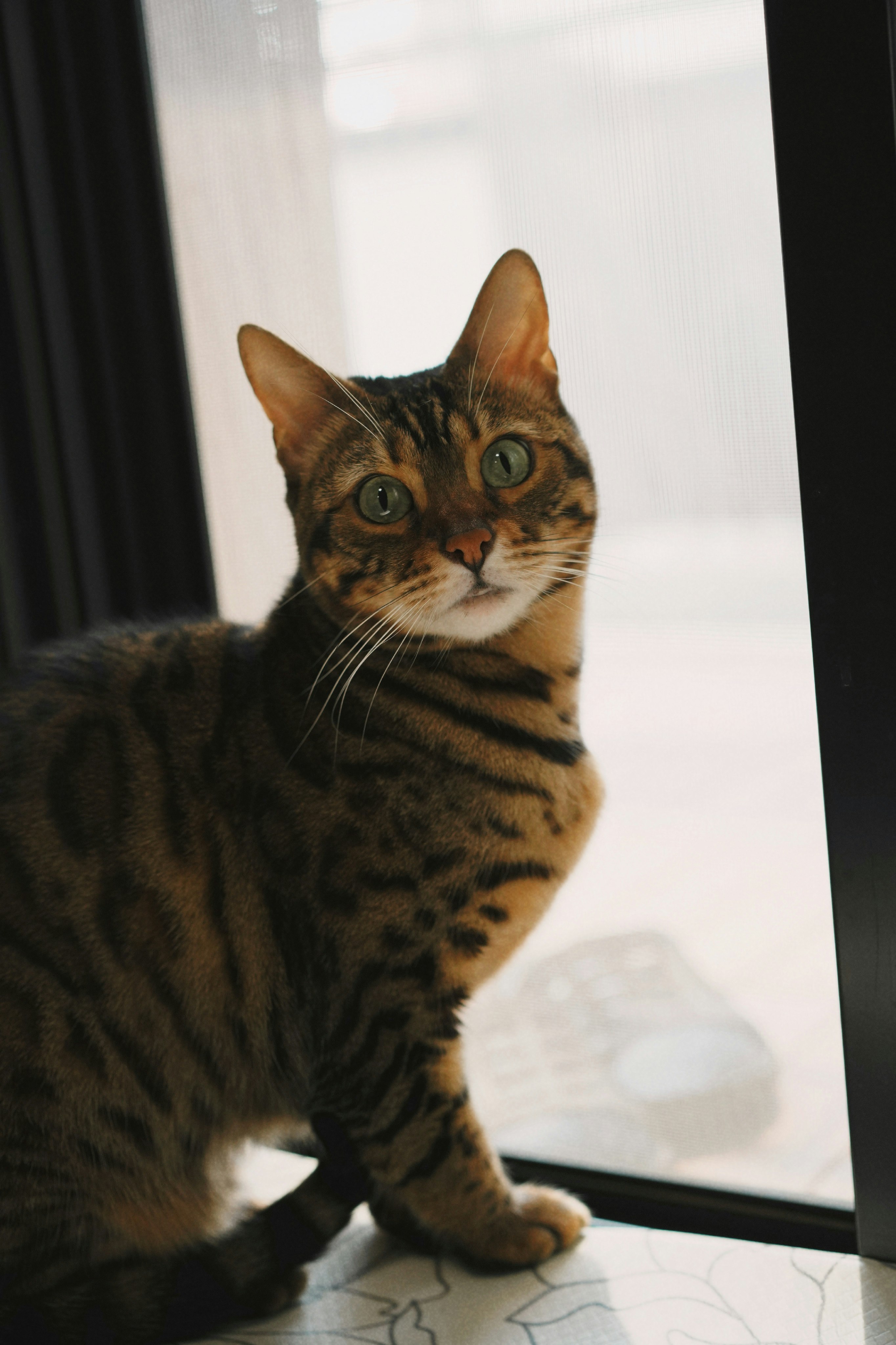 窓辺に座る縞模様の猫