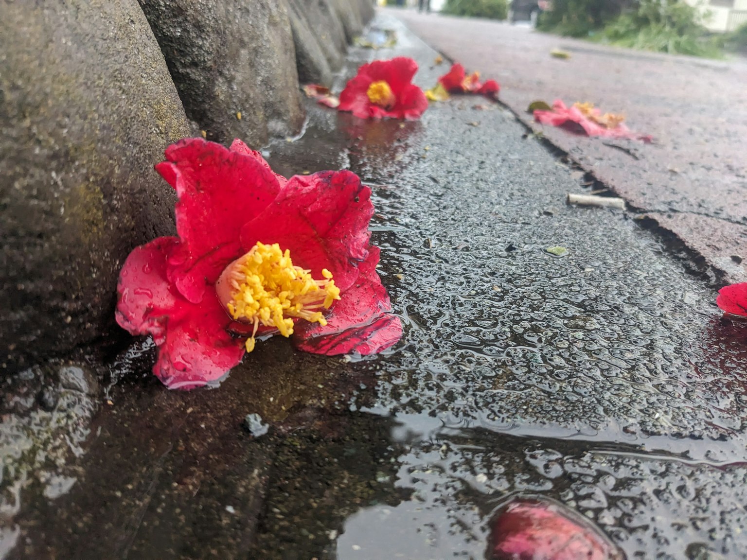 雨后洒落在湿滑人行道上的红花瓣