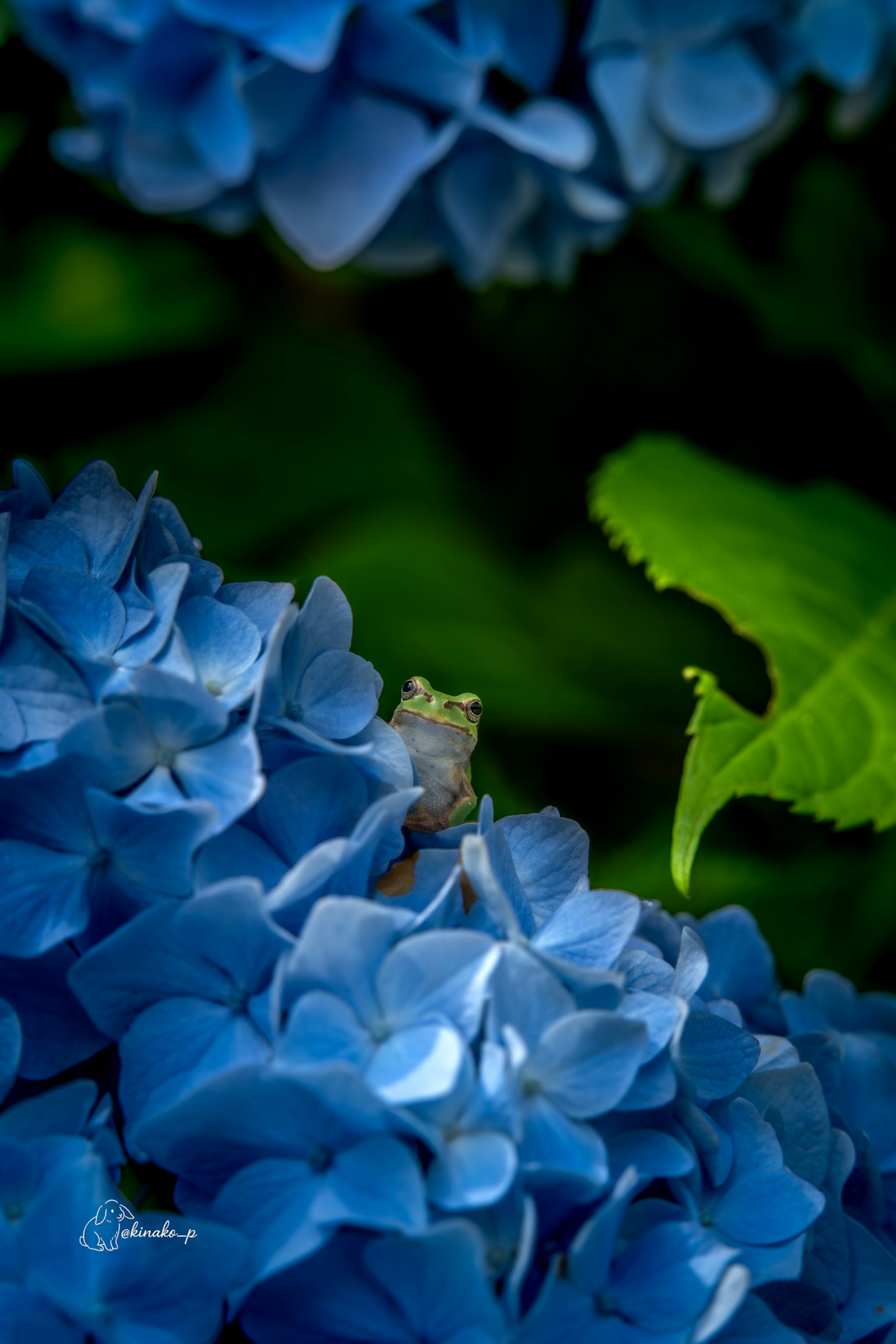 Close-up of a small frog hidden among blue hydrangea flowers