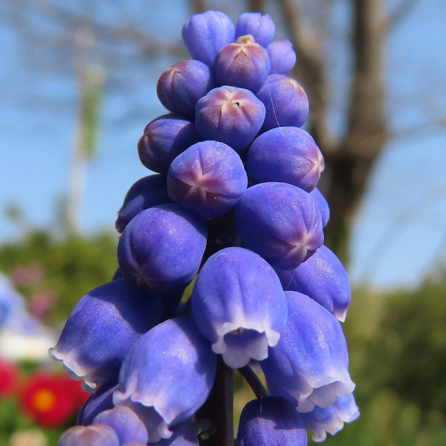 Acercamiento de flores de Lupinus azul-púrpura en flor