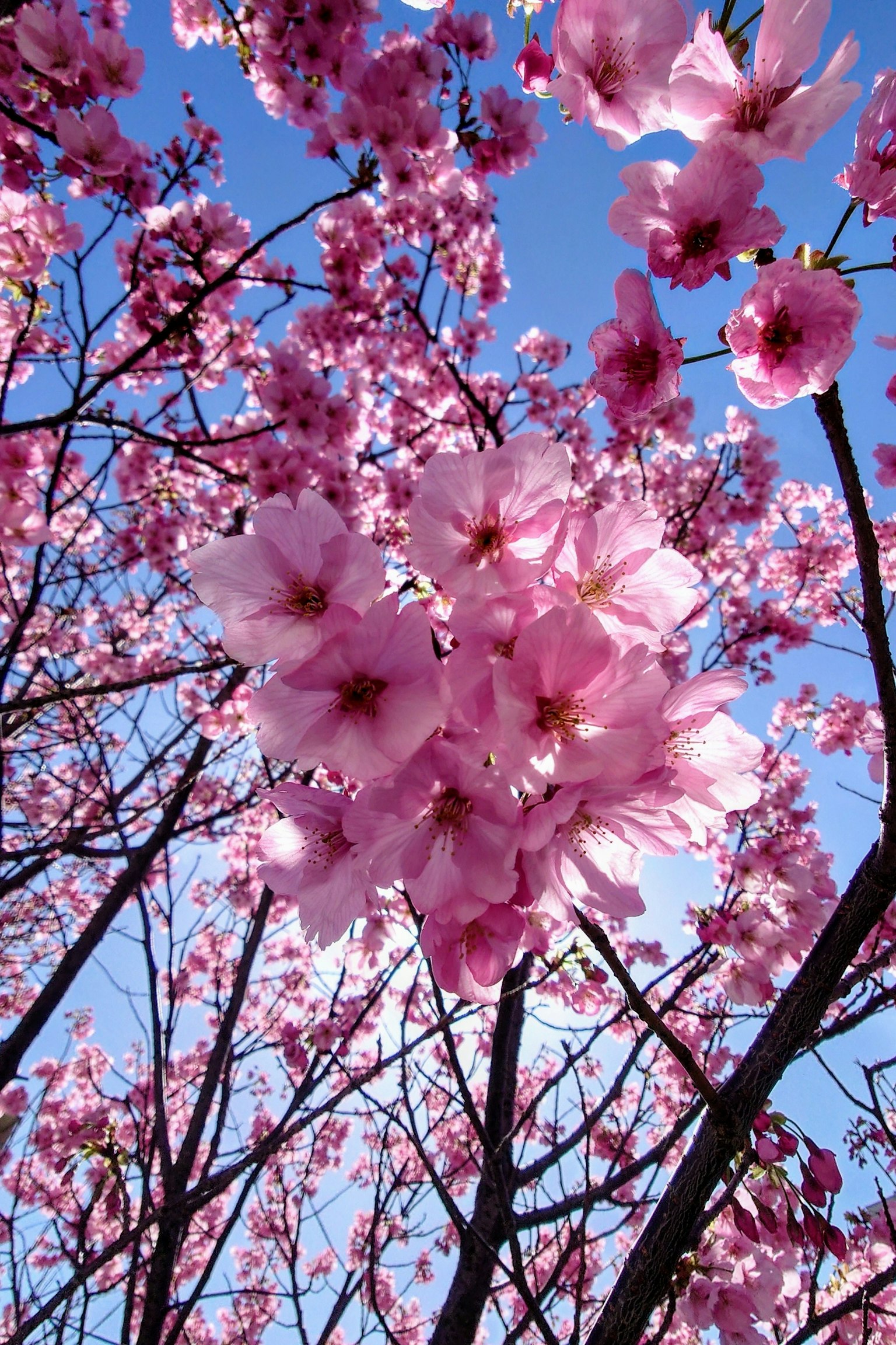 Kedekatan bunga sakura di bawah langit biru