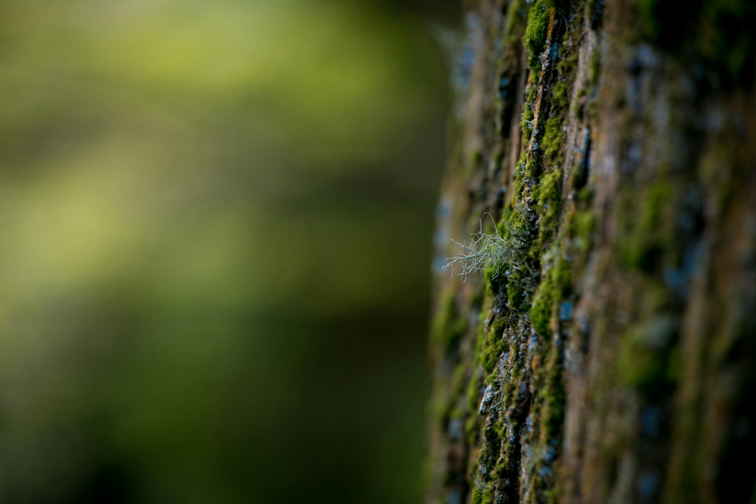 Photo en gros plan d'un tronc d'arbre recouvert de mousse verte