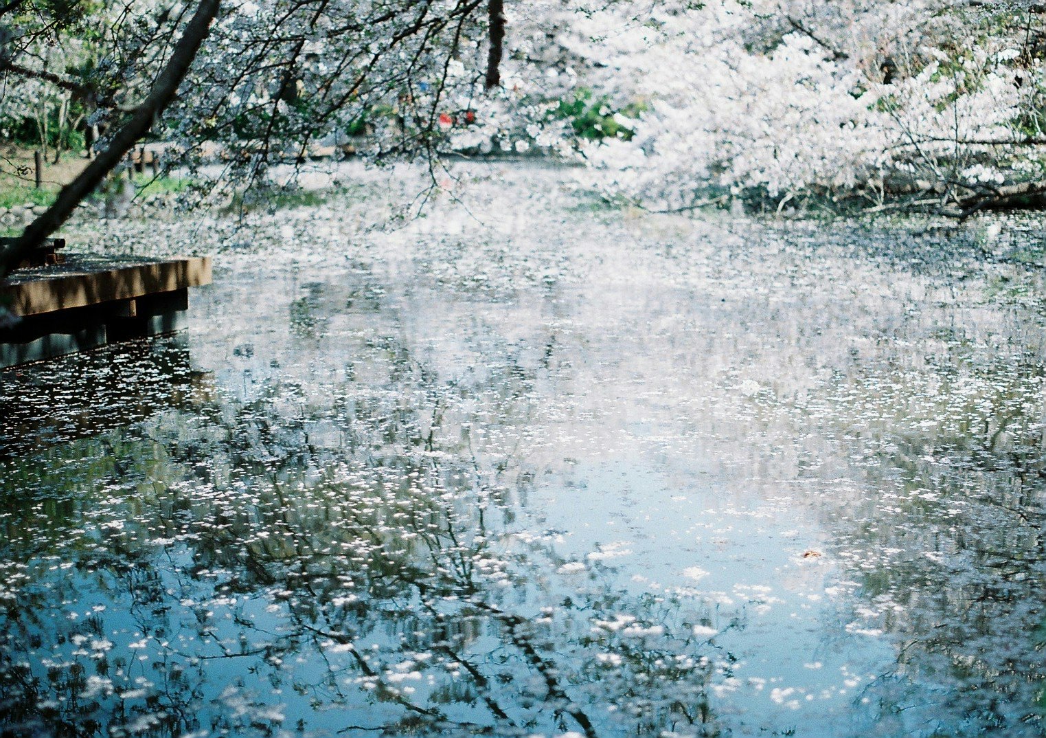 桜の花びらが浮かぶ池の水面と水辺の景色