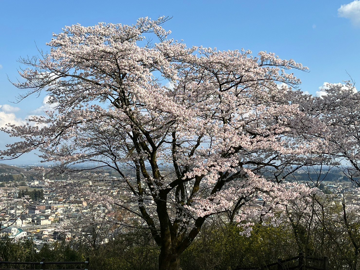 丘の上から見下ろす満開の桜の木と街並み
