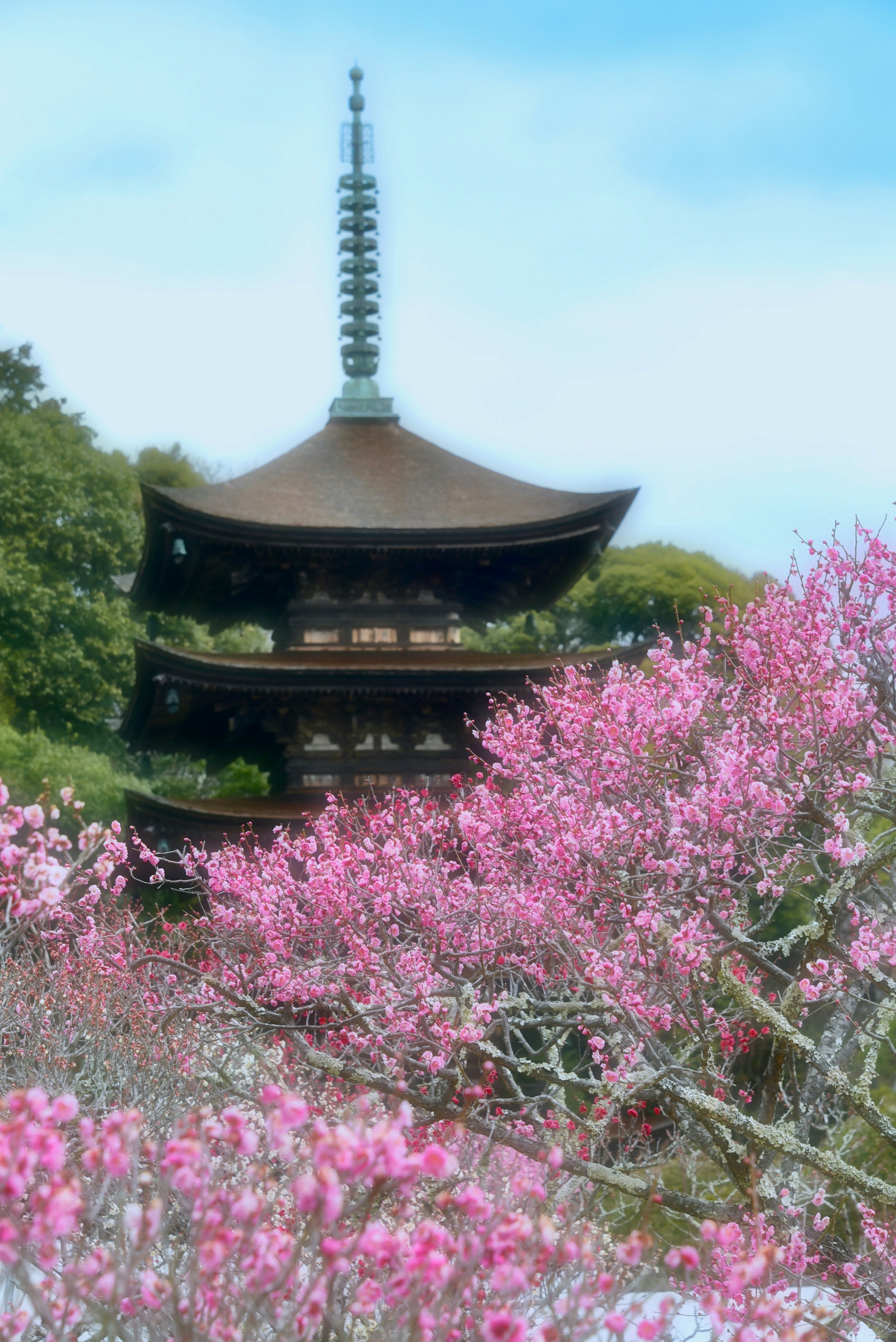 桃の花と五重塔のある寺院の景観