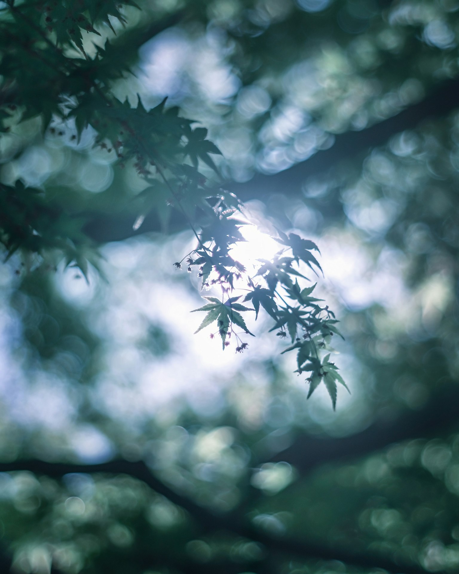 Foglie verdi che filtrano la luce del sole tra i rami