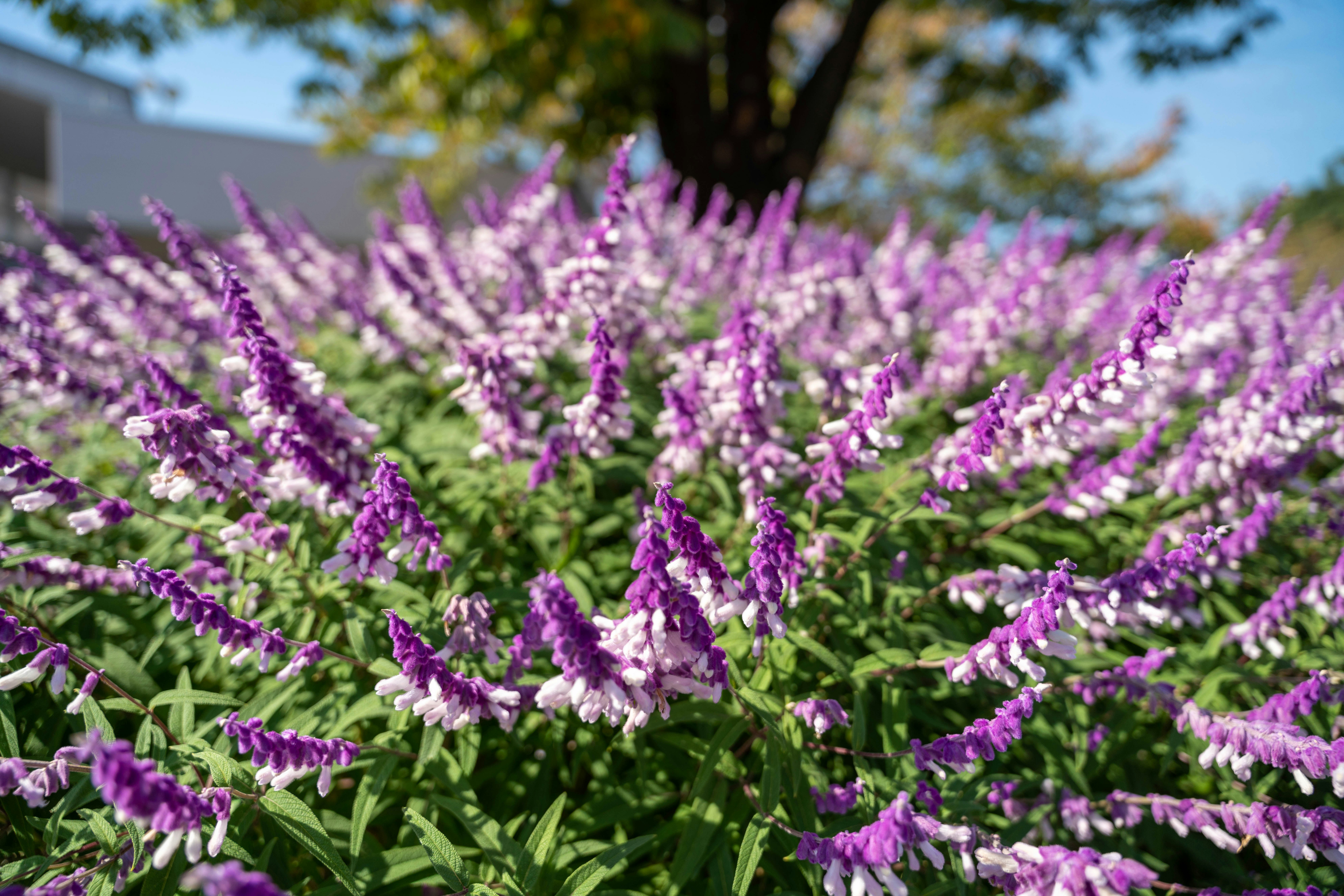 紫の花が咲き並ぶ花畑の風景