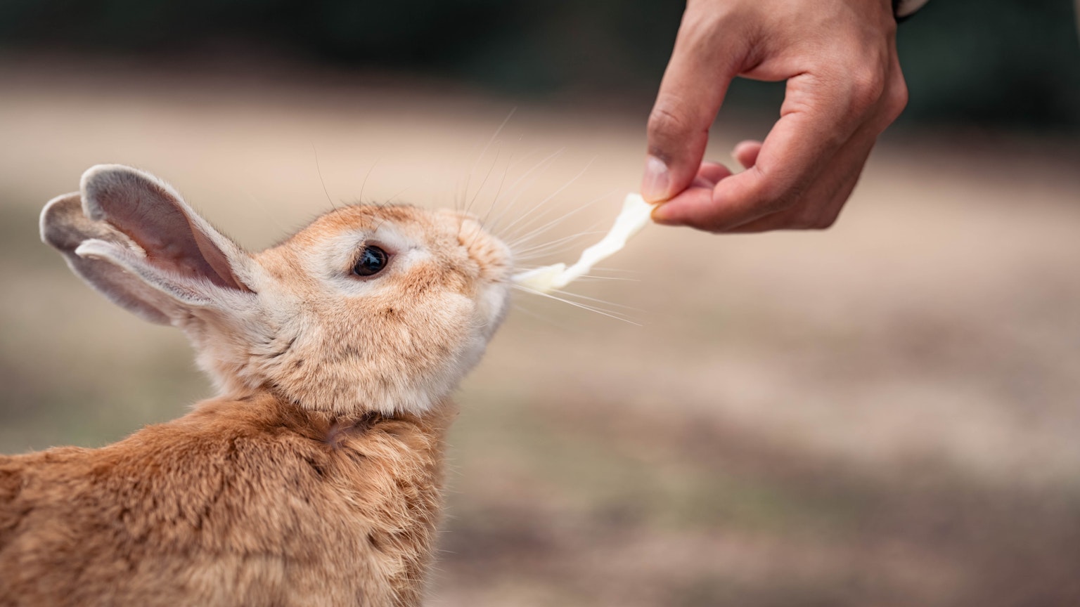 Una mano che nutre un coniglio con un pezzo di cibo