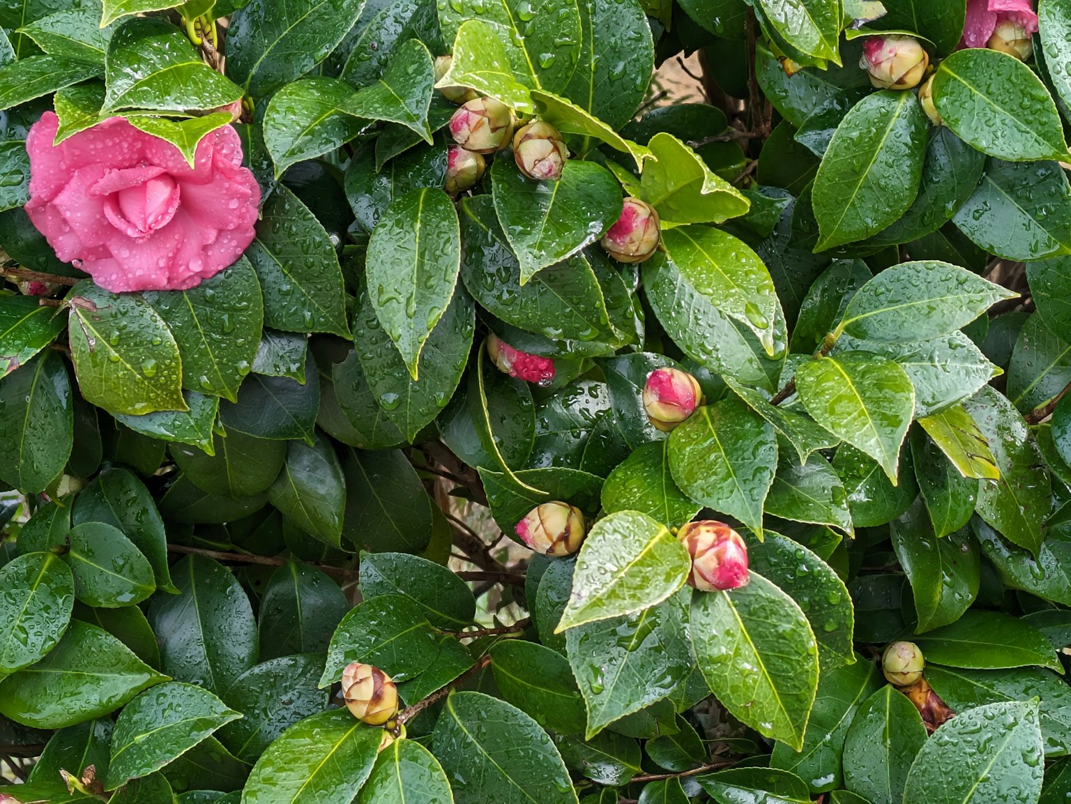 绿色植物上的粉色花朵和花蕾