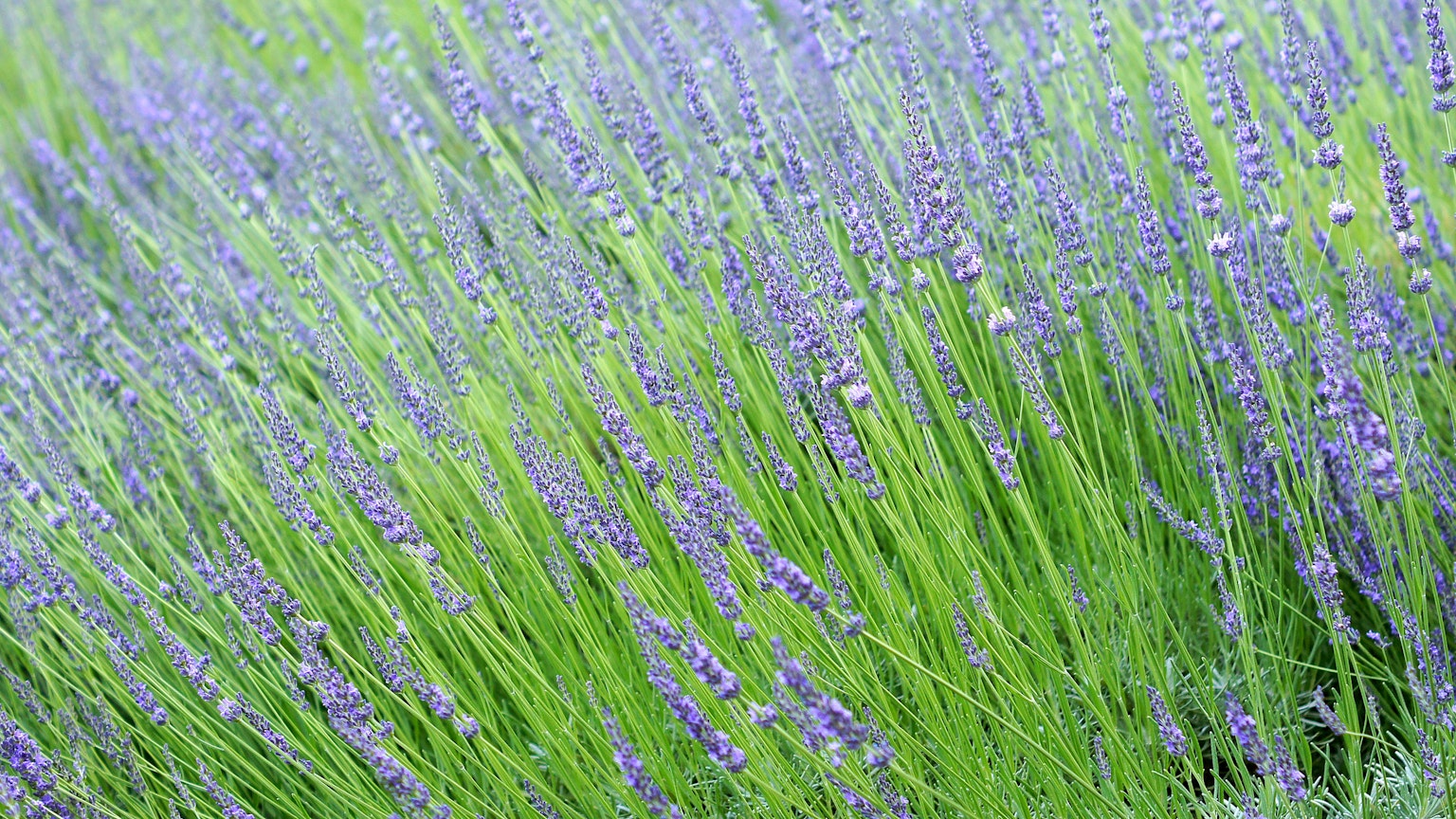 Feld von Lavendelblüten in violetten Farbtönen umgeben von grünem Gras
