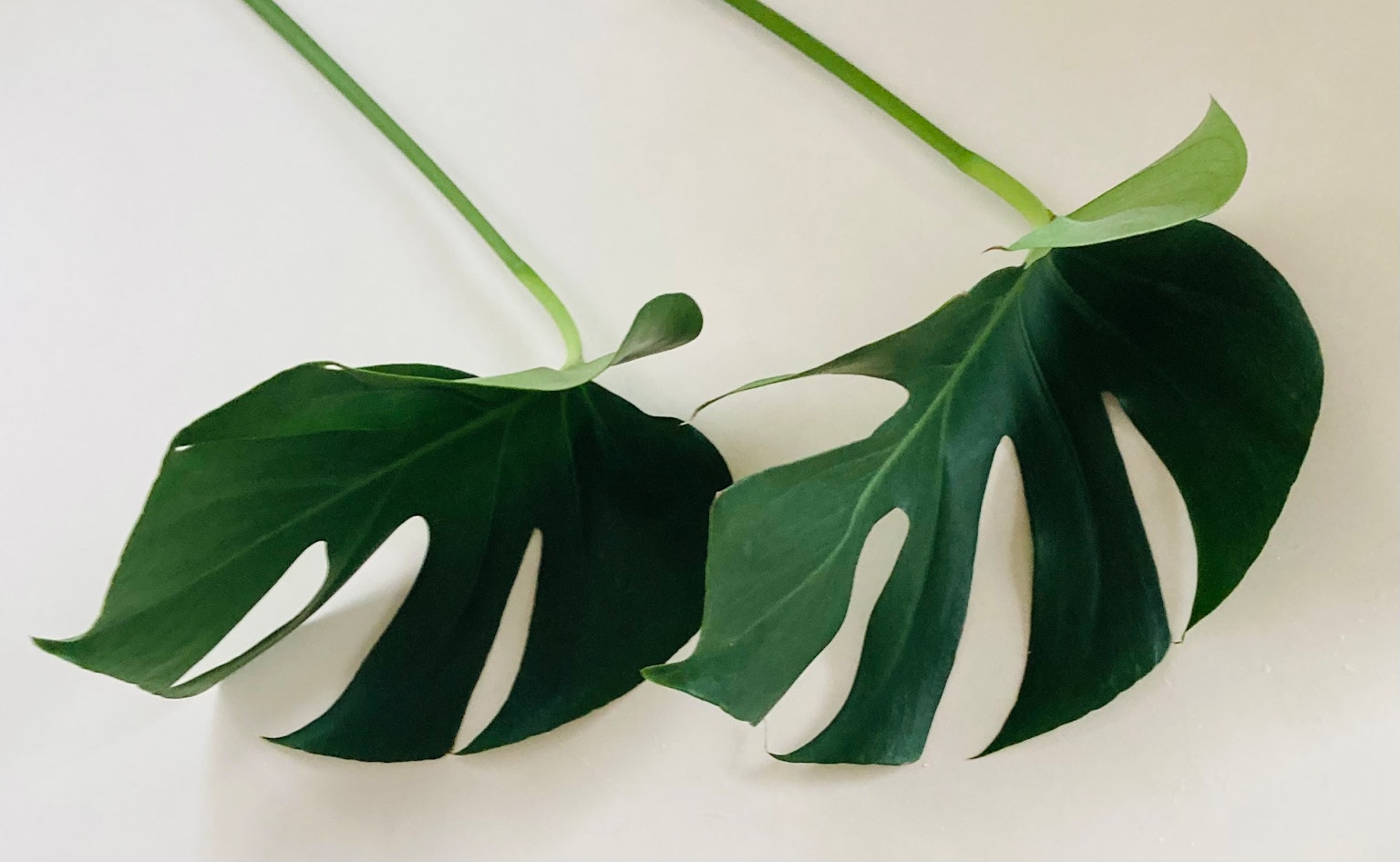 Monstera leaves displayed on a white background