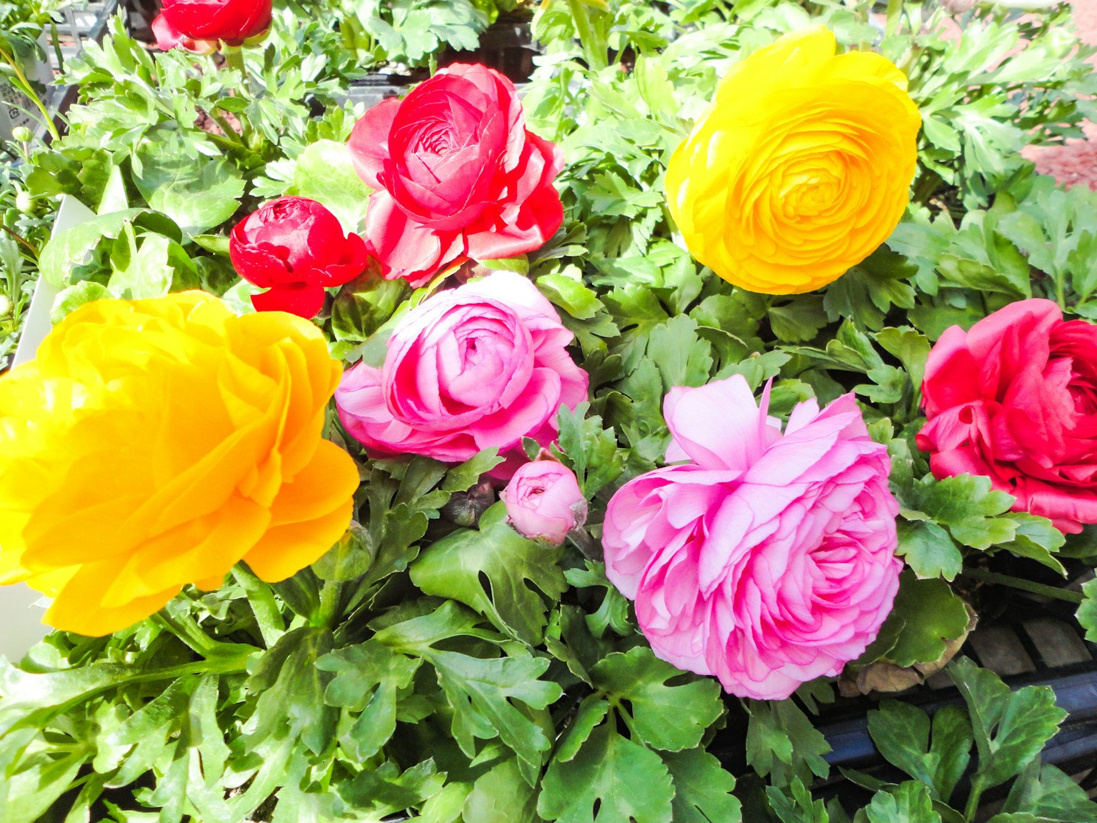 다양한 색상의 활기찬 미나리아재비 꽃이 정원에서 피어있다