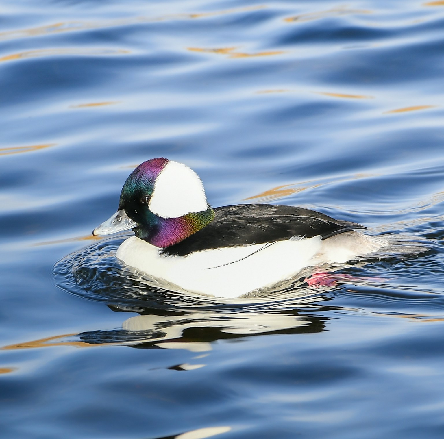 A colorful duck swimming on the water surface