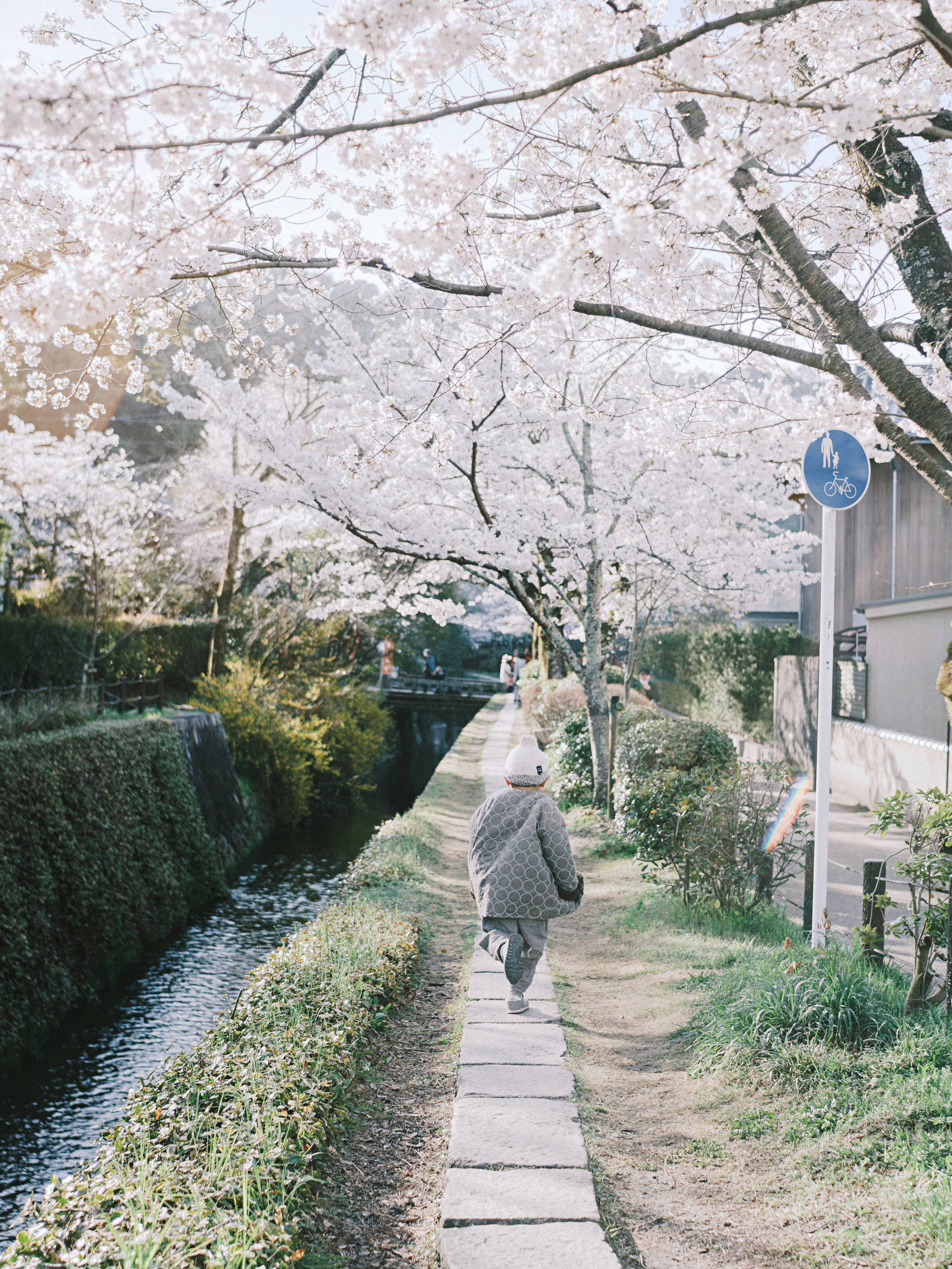 A person walking along a cherry blossom-lined path with falling petals
