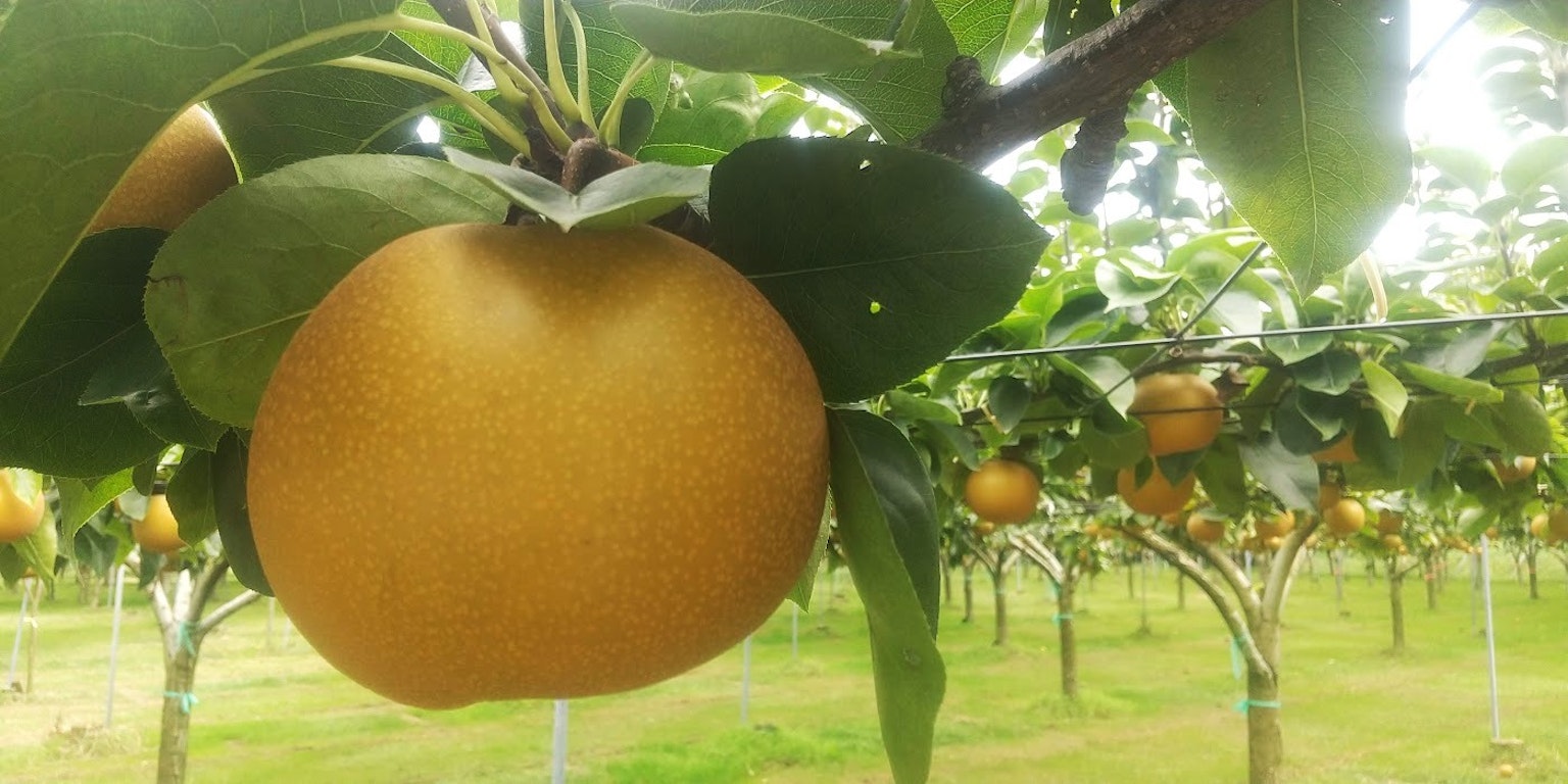 Fruto de pera dorado colgando de un árbol en un huerto