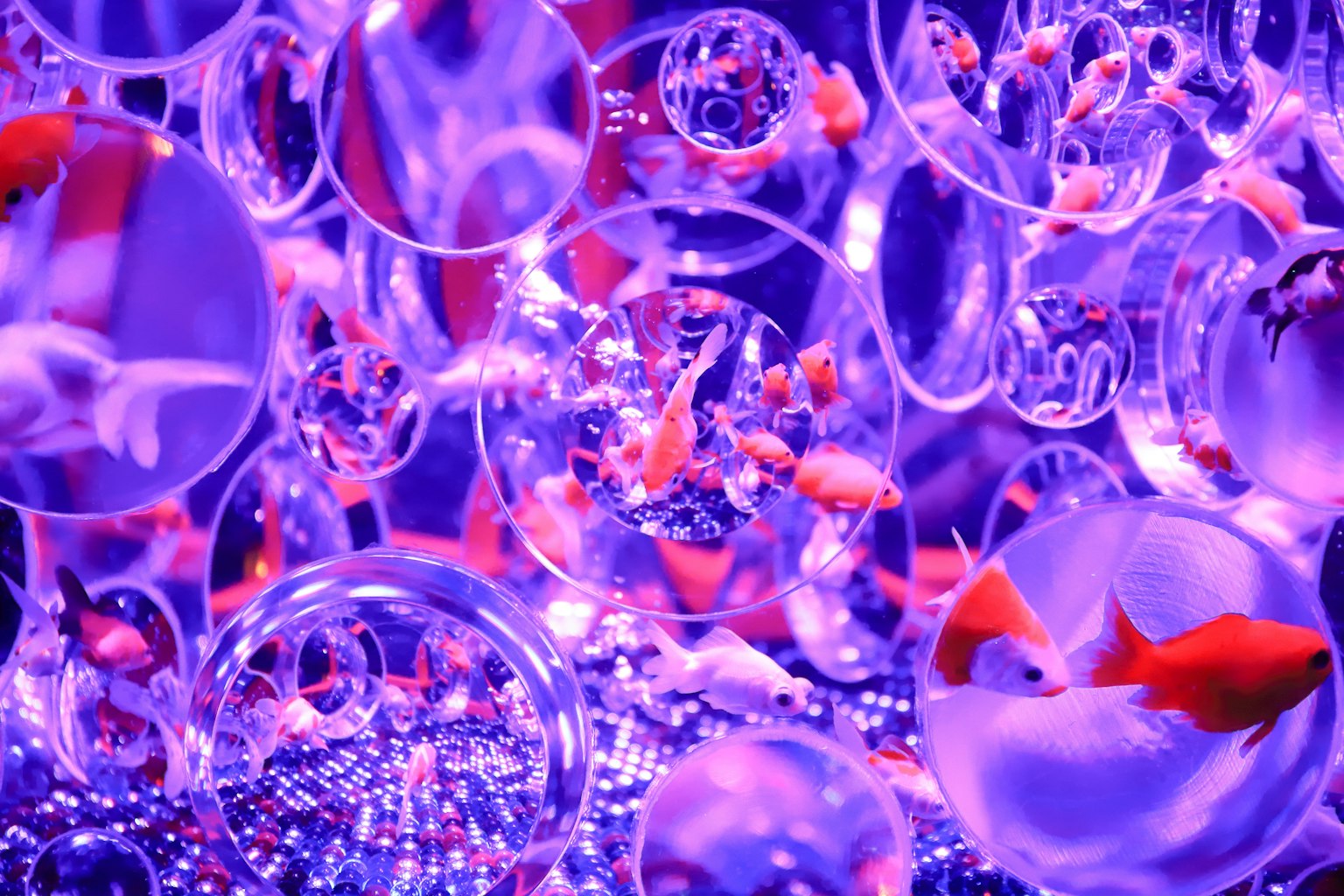Kunstinstallation mit Goldfischen in transparenten Kugeln, beleuchtet von lila Licht