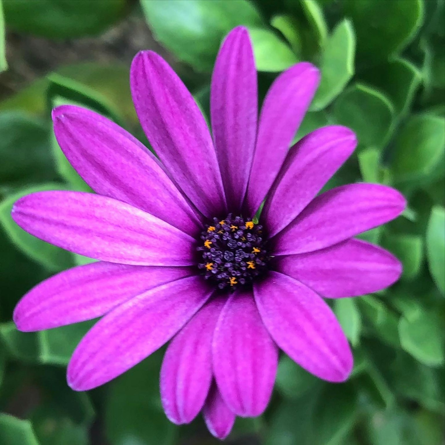 Fiore viola vibrante con foglie verdi