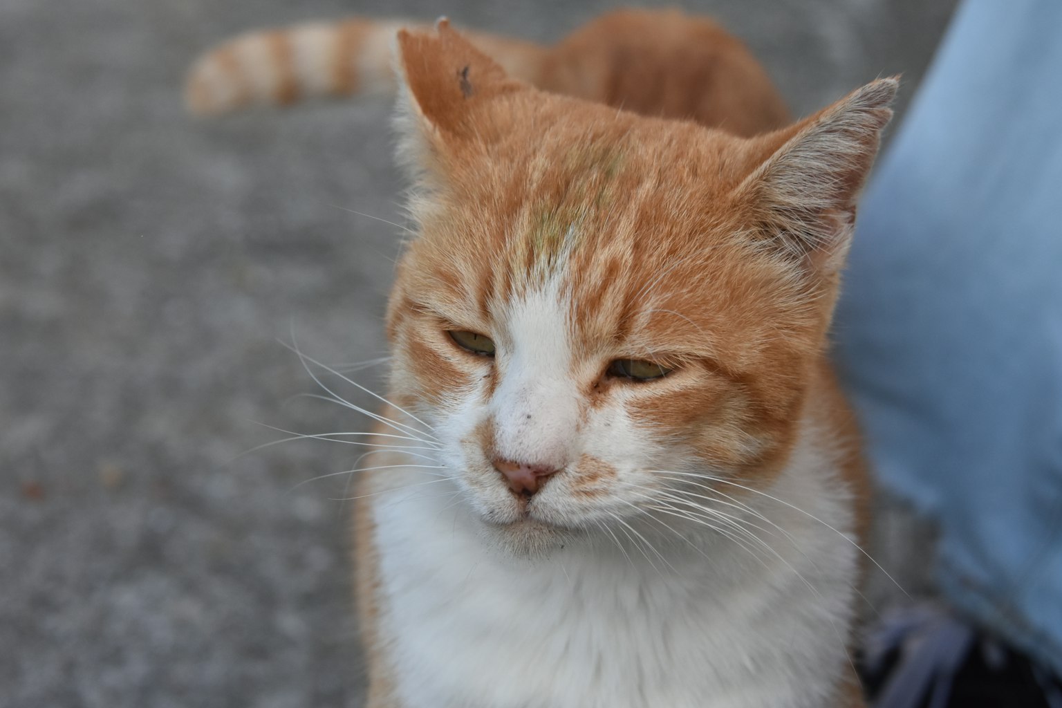 橙白相间的猫正专注地看着