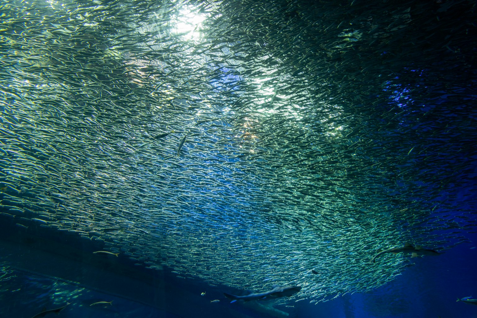 Banco de peces nadando bajo el agua reflejando la luz