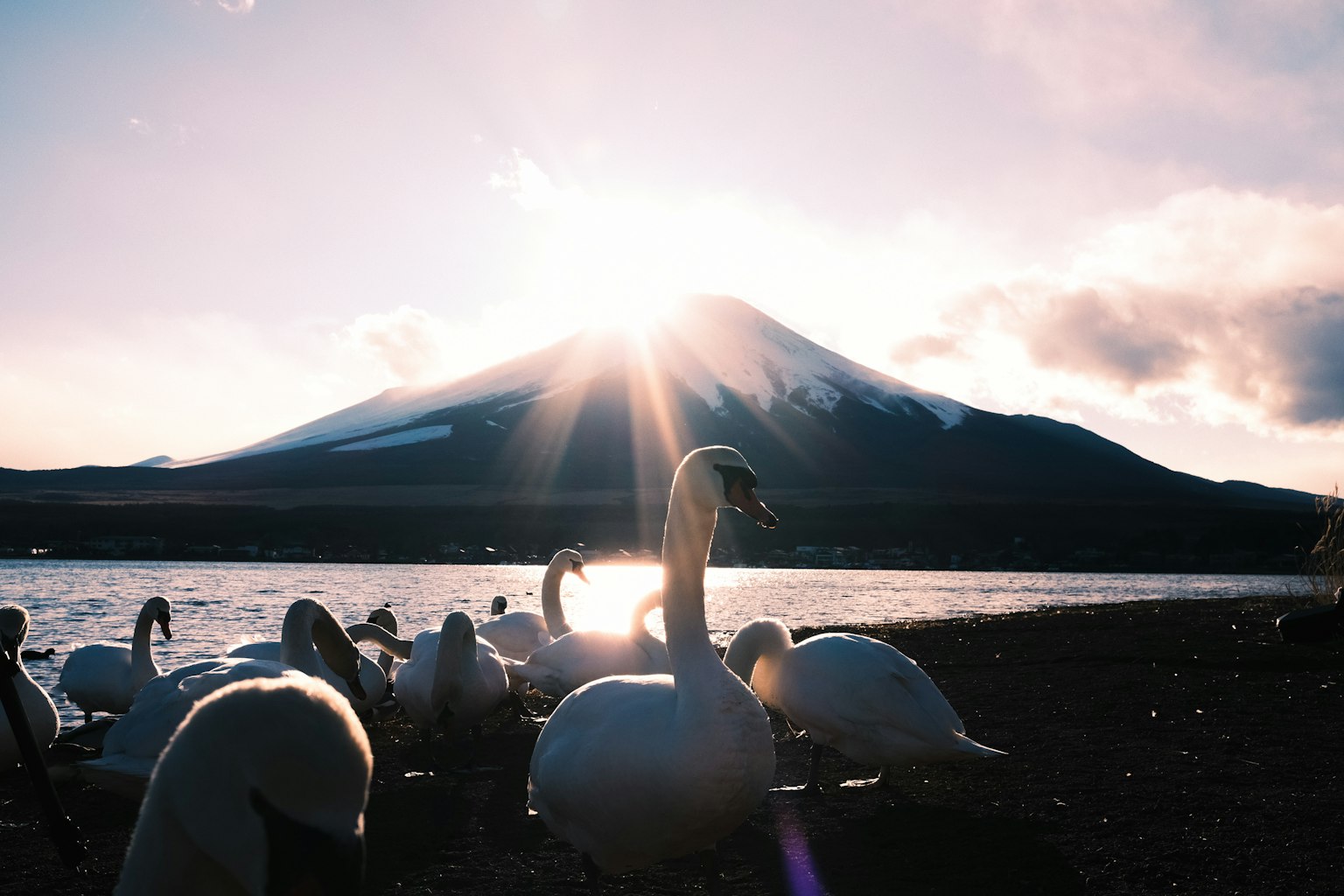 Sekelompok angsa dengan Gunung Fuji di latar belakang dan matahari terbenam yang indah