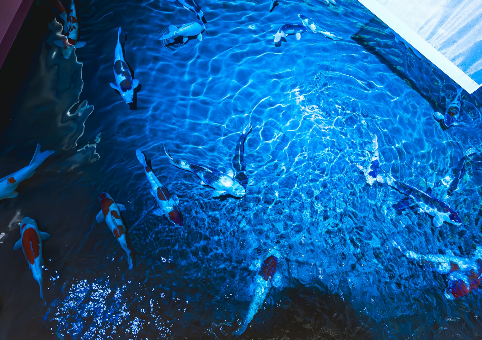 Cardumen de carpas nadando en agua azul con ondas