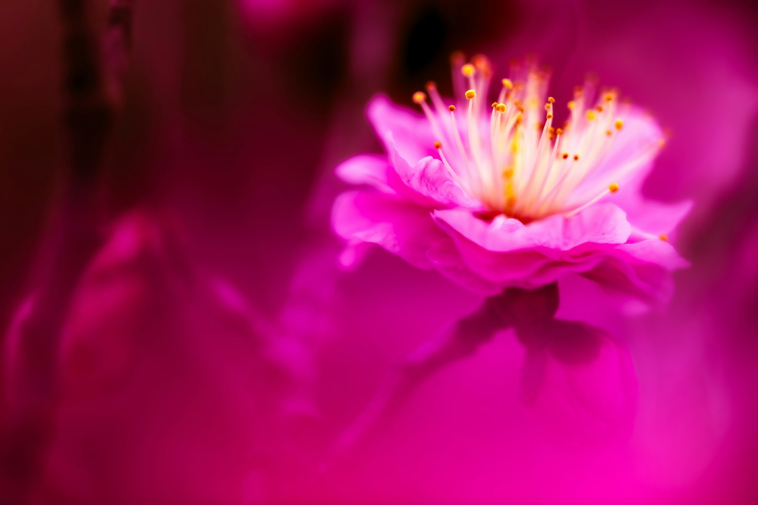 Une fleur rose vive se détache sur un fond flou