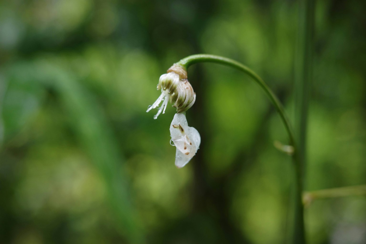Una flor blanca colgando sobre un fondo verde