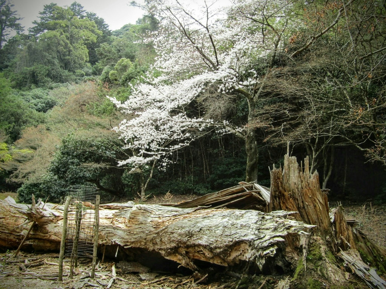 Tronc d'arbre tombé dans une forêt avec des cerisiers en fleurs