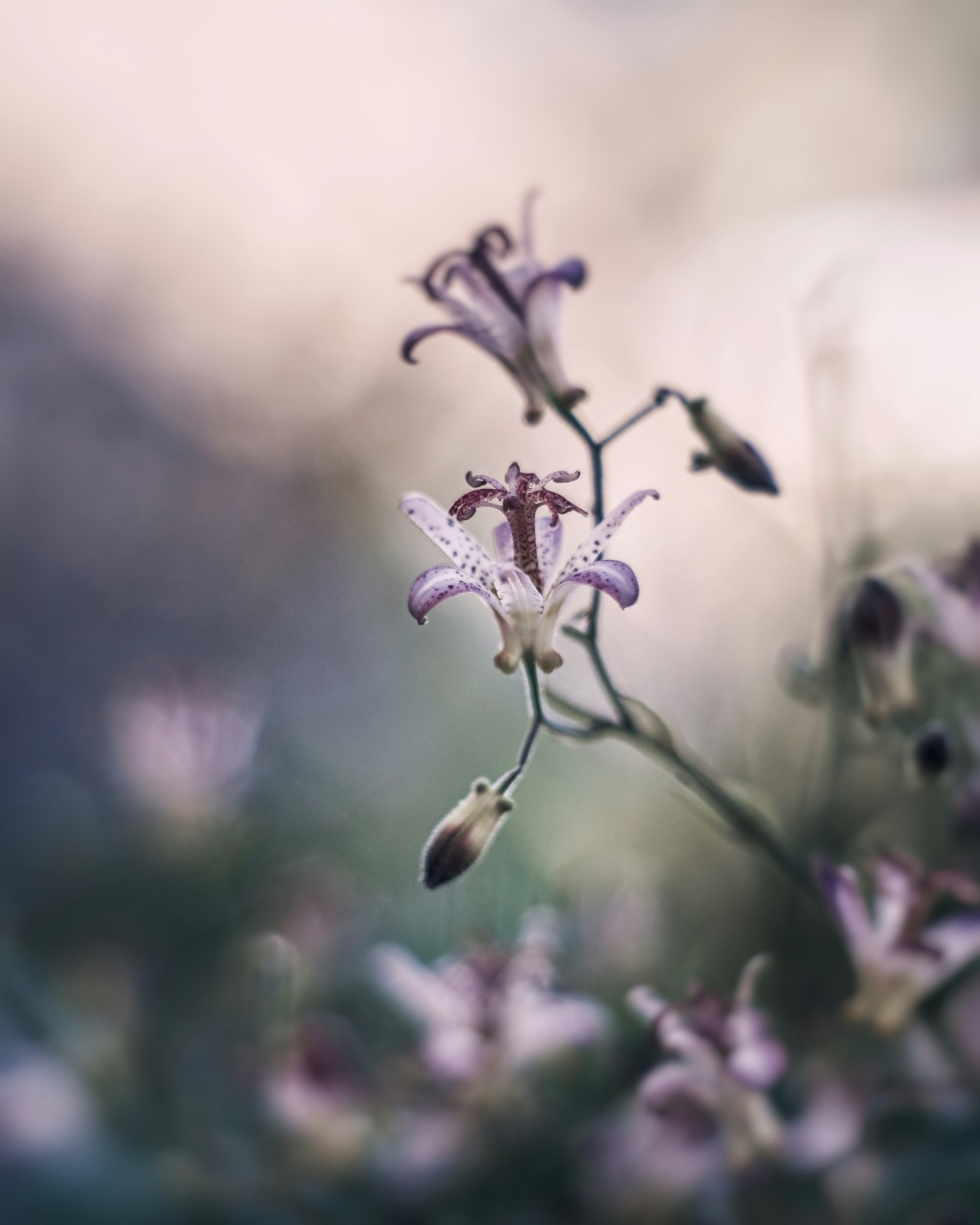 Imagen en primer plano de una planta con flores moradas