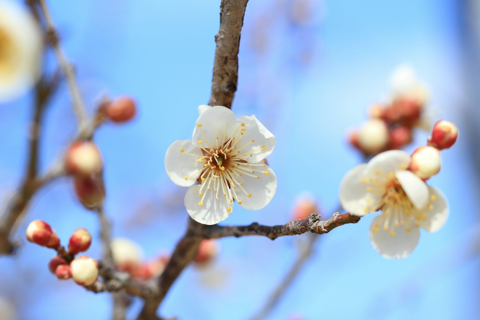 Nahaufnahme eines Pflaumenbaumzweigs mit weißen Blüten