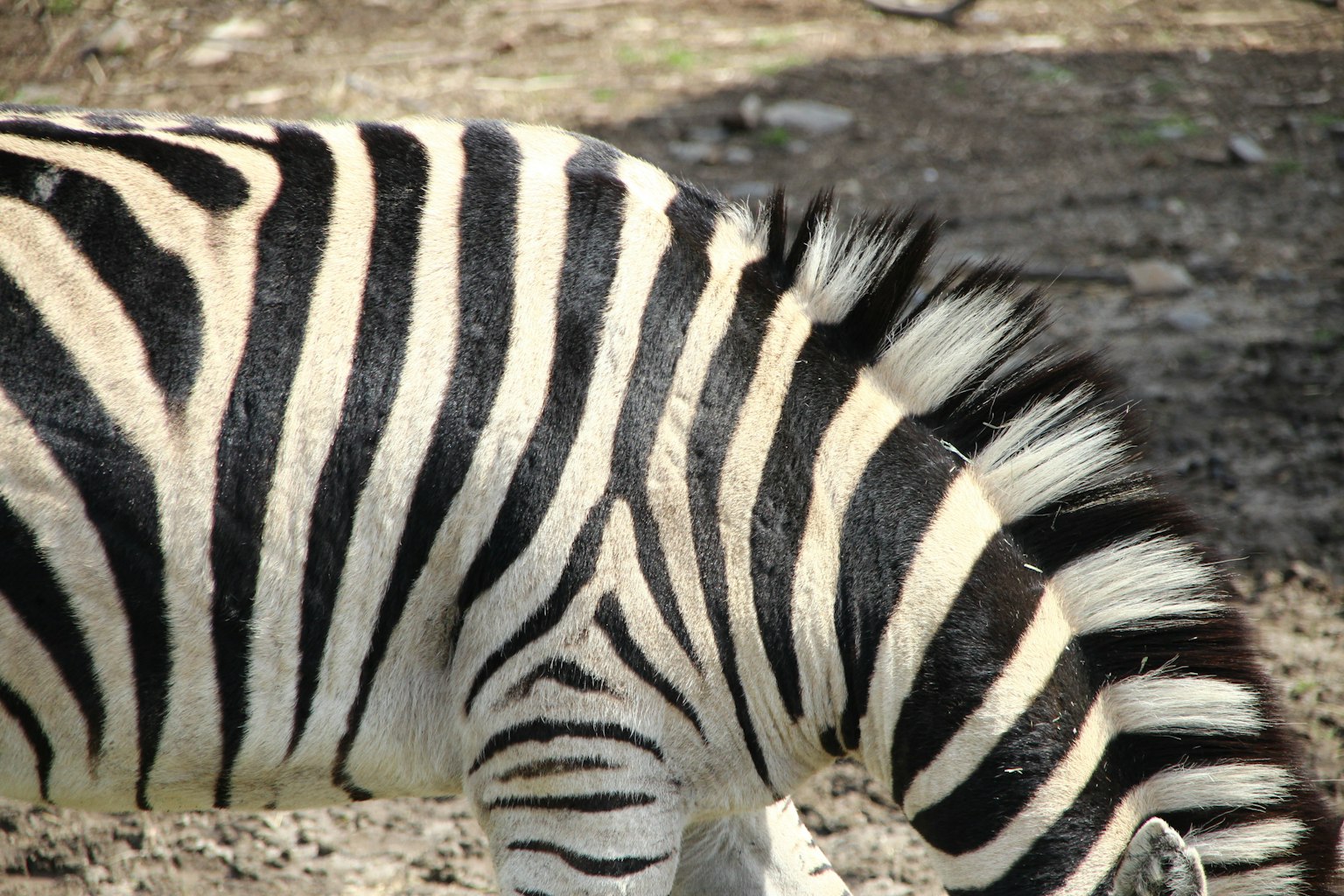 Nahaufnahme eines Zebras mit seinen markanten schwarz-weißen Streifen